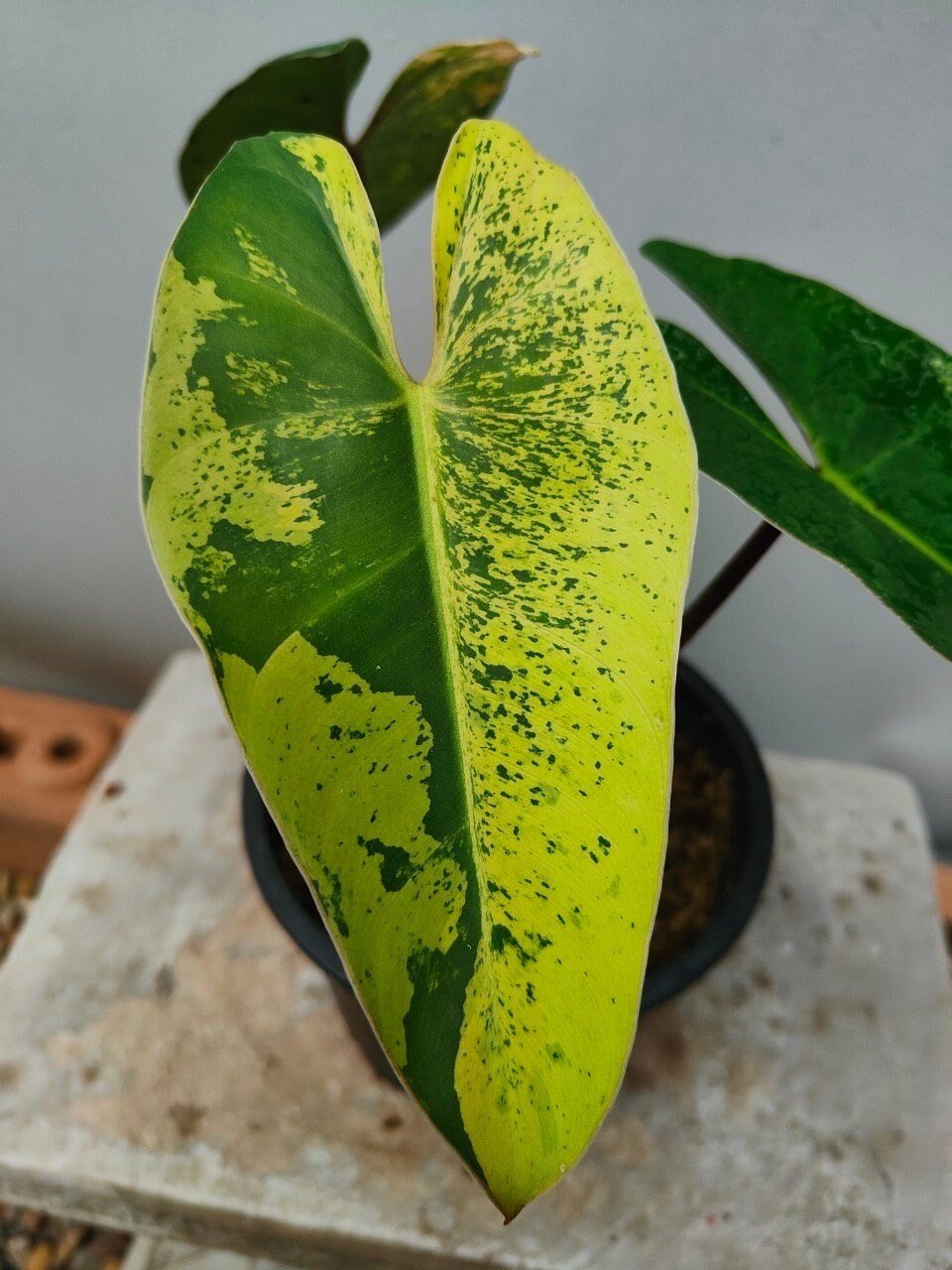 https://i.etsystatic.com/25413435/r/il/d7152e/4547557957/il_fullxfull.4547557957_9oes.jpg