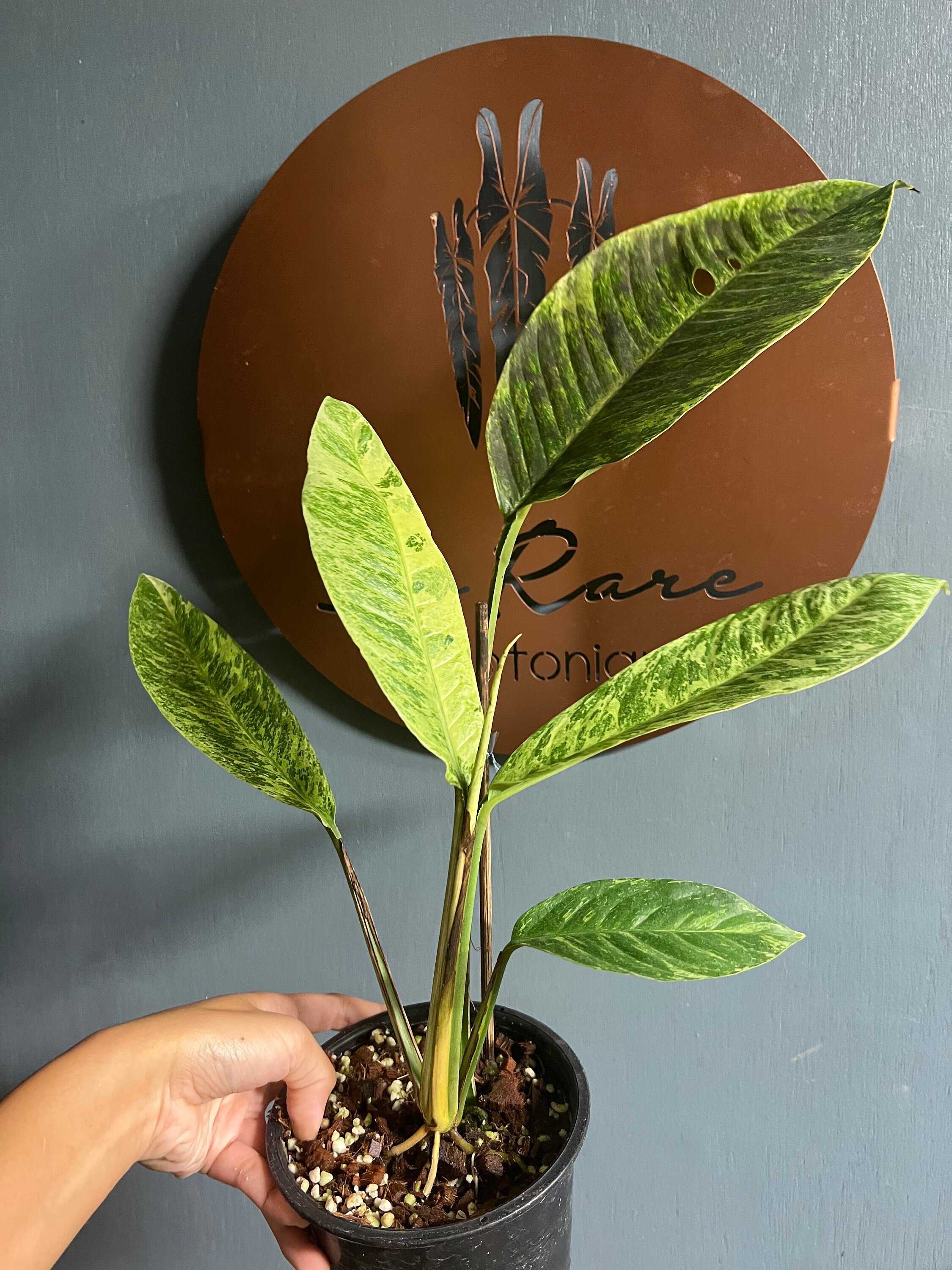 https://i.etsystatic.com/25413435/r/il/48df5c/4190357411/il_fullxfull.4190357411_sby4.jpg