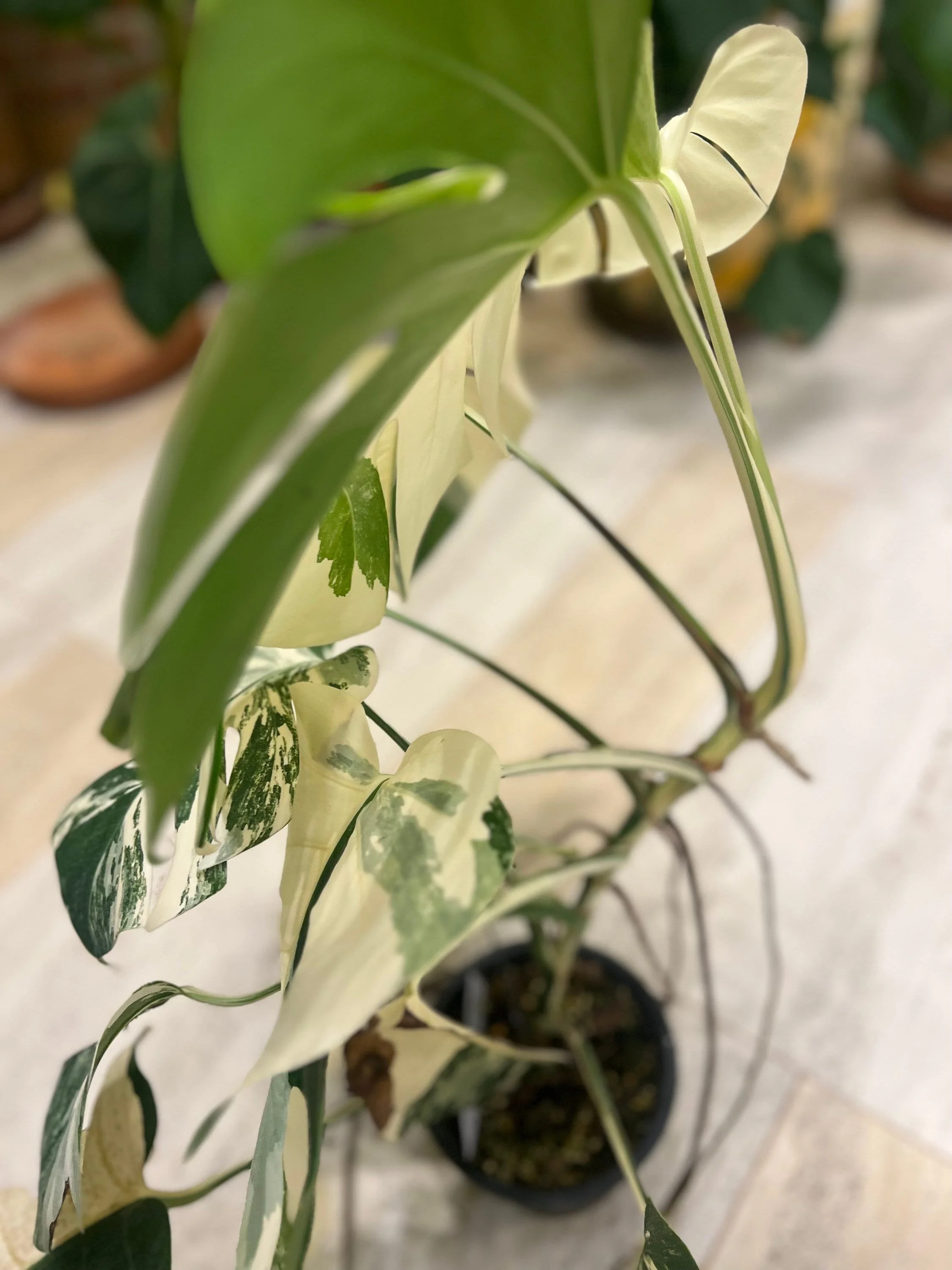 https://i.etsystatic.com/25413435/r/il/0e650a/5490261372/il_fullxfull.5490261372_fso2.jpg