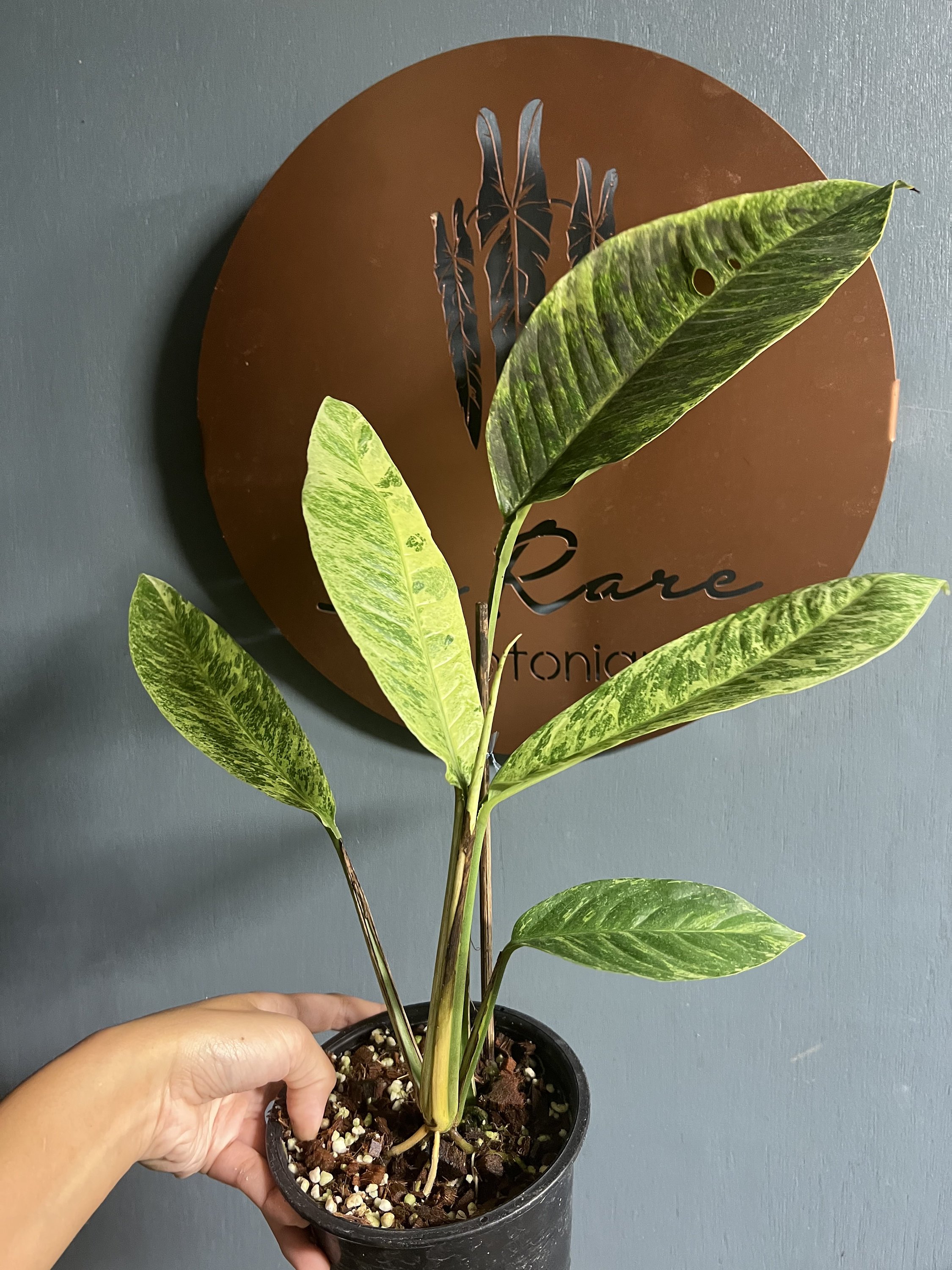 https://i.etsystatic.com/25413435/r/il/48df5c/4190357411/il_fullxfull.4190357411_sby4.jpg