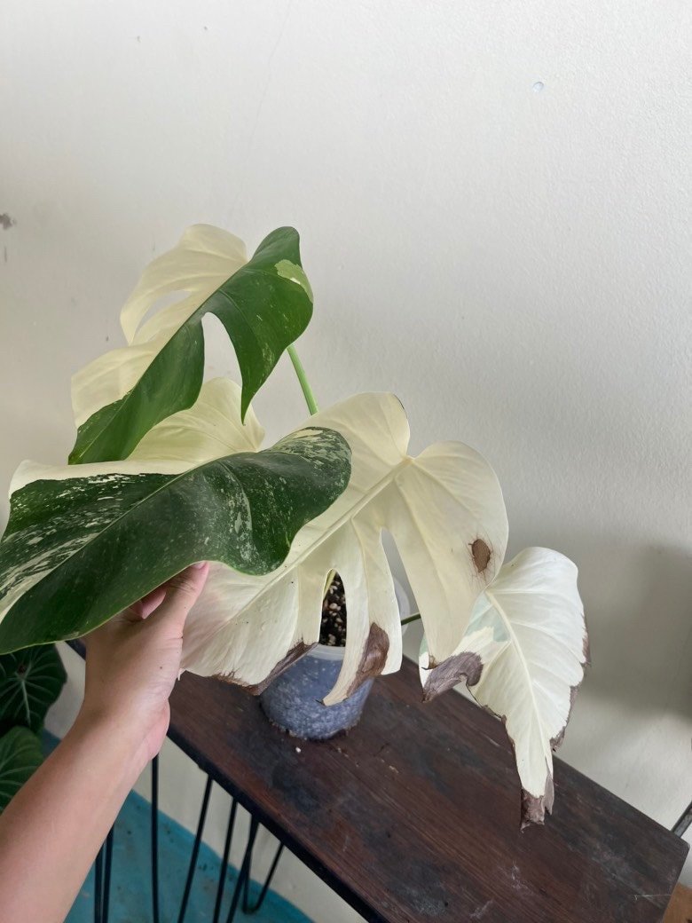 https://i.etsystatic.com/25413435/r/il/9dd0d3/4371238318/il_fullxfull.4371238318_qxeo.jpg