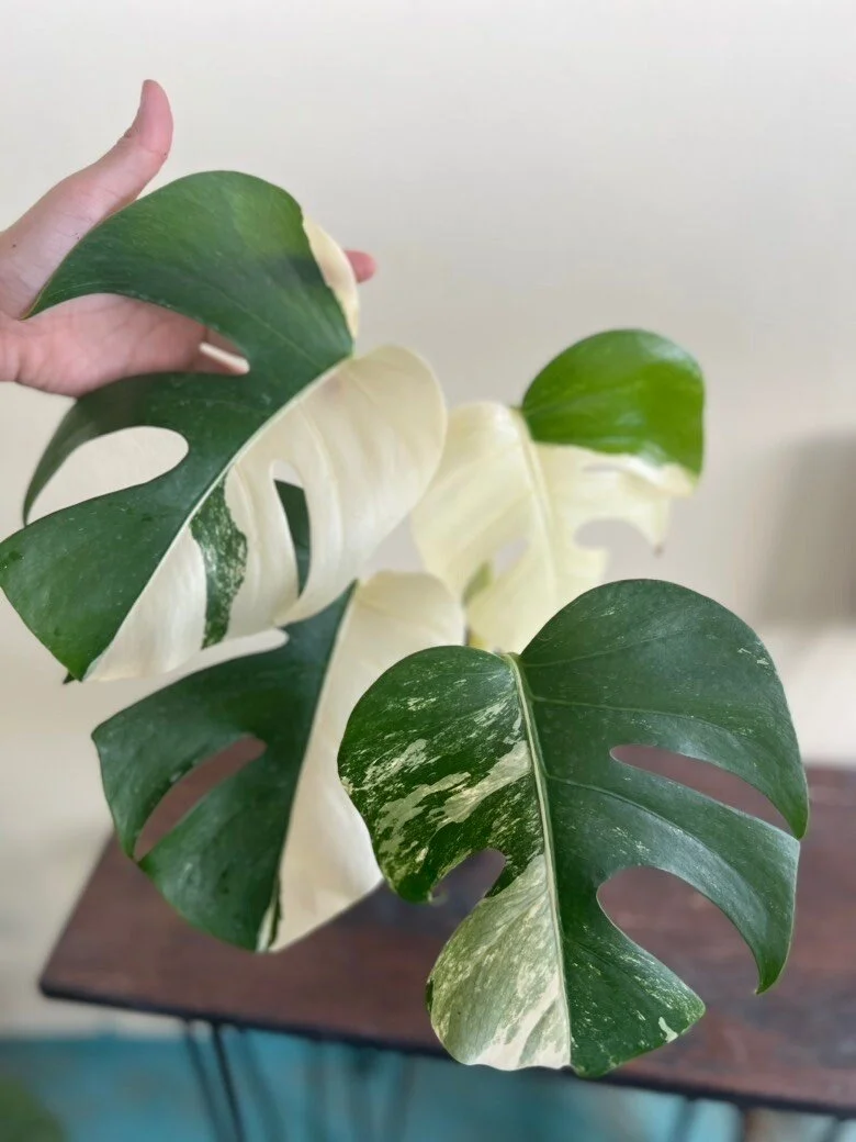 https://i.etsystatic.com/25413435/r/il/50c945/4371230020/il_fullxfull.4371230020_owcd.jpg