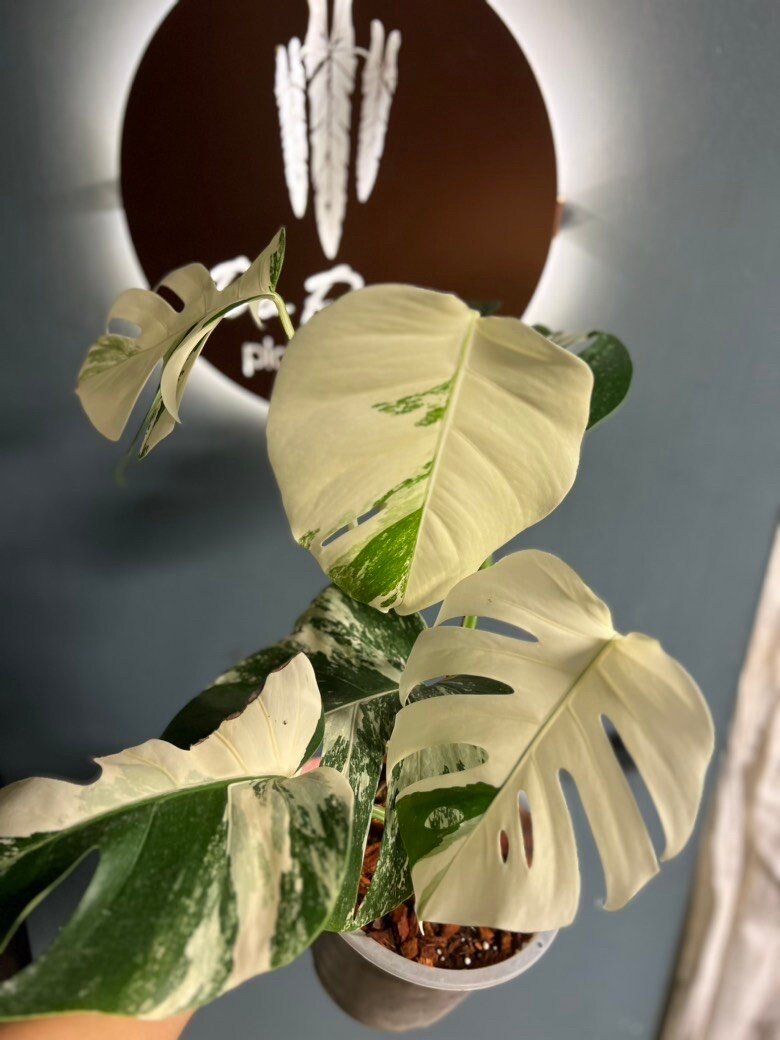 https://i.etsystatic.com/25413435/r/il/83b7d2/4254148342/il_fullxfull.4254148342_l14d.jpg