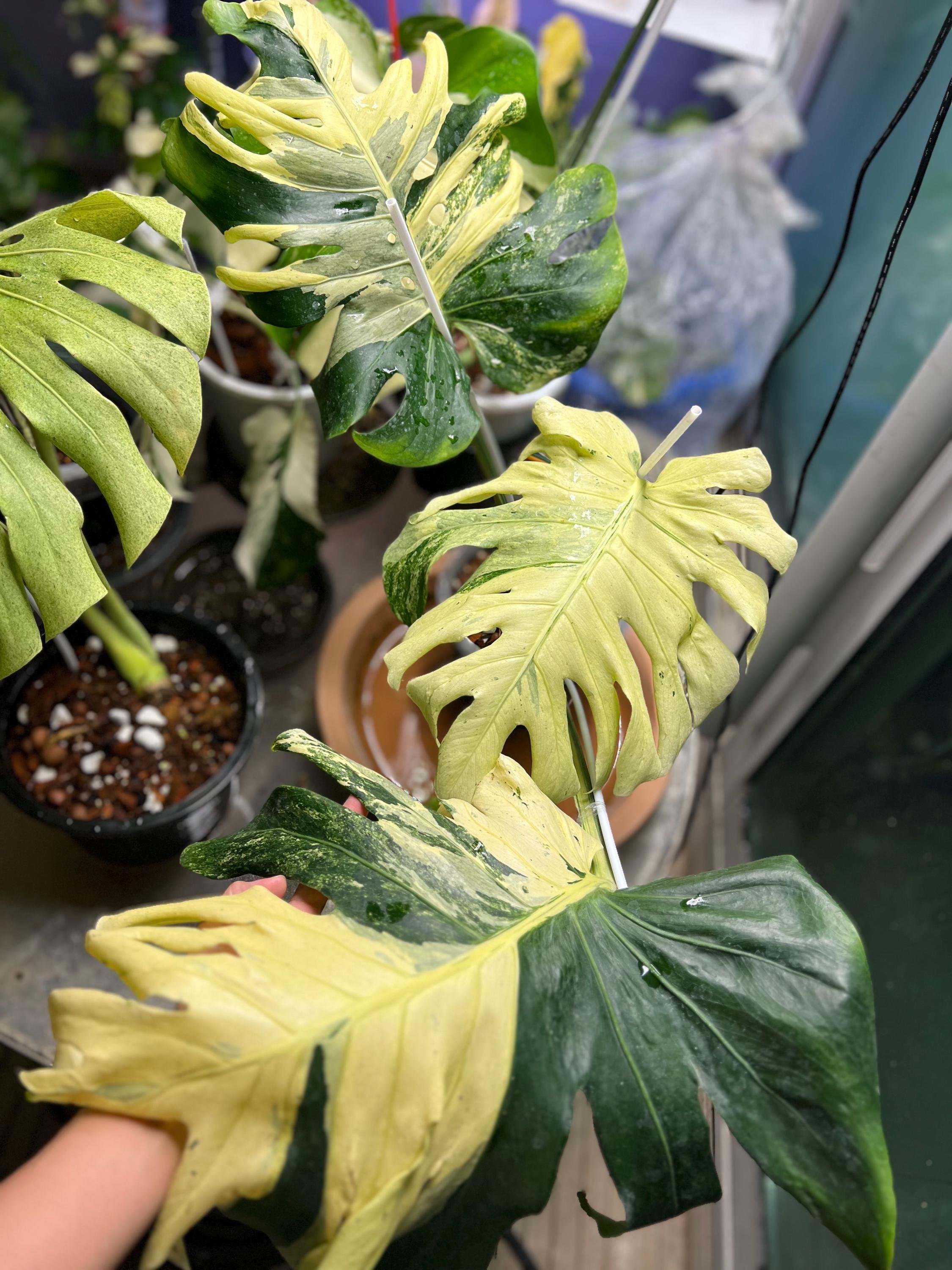 https://i.etsystatic.com/25413435/r/il/ae560c/6434803348/il_fullxfull.6434803348_q7ha.jpg