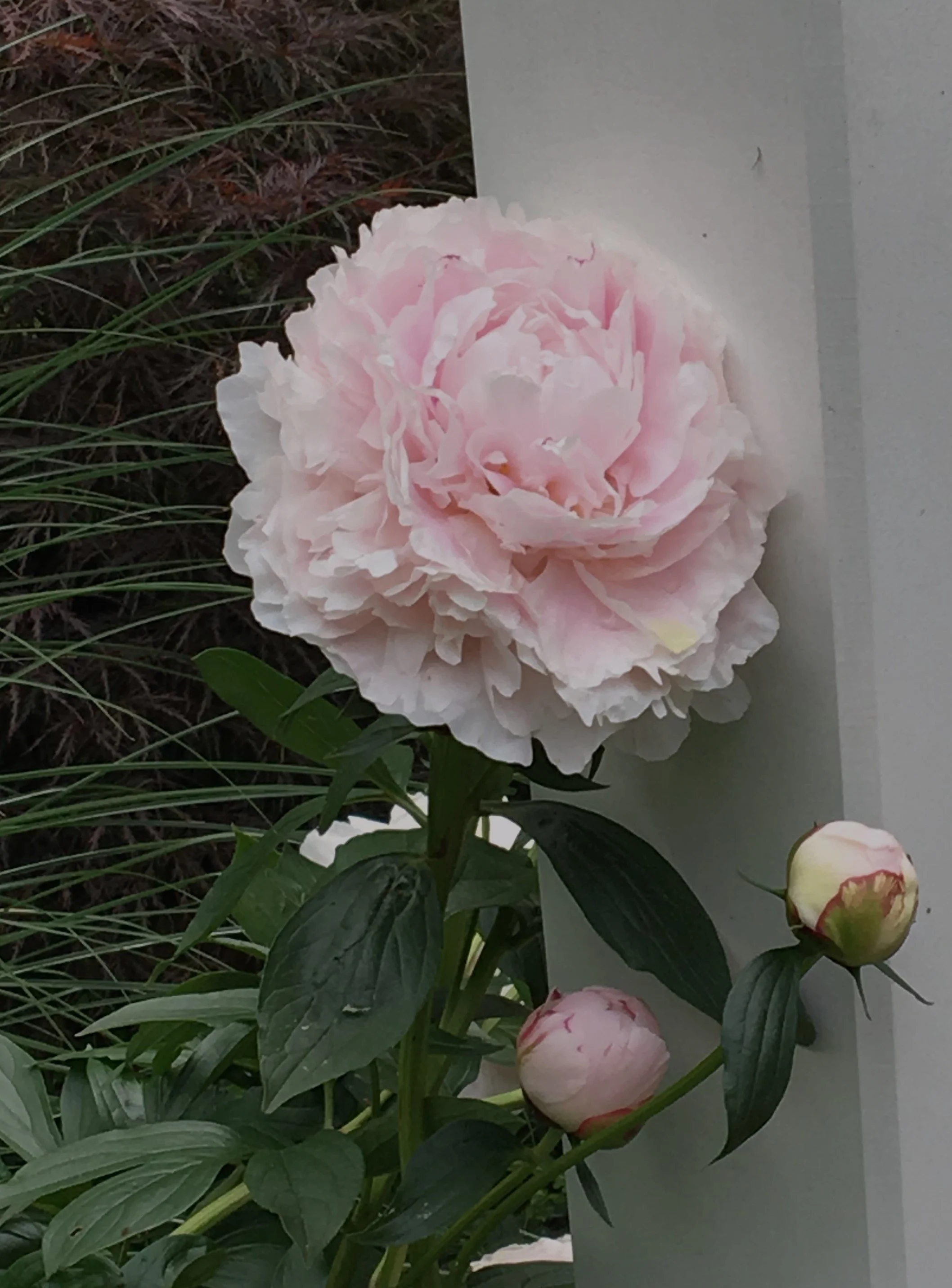IMG-2018.JPG