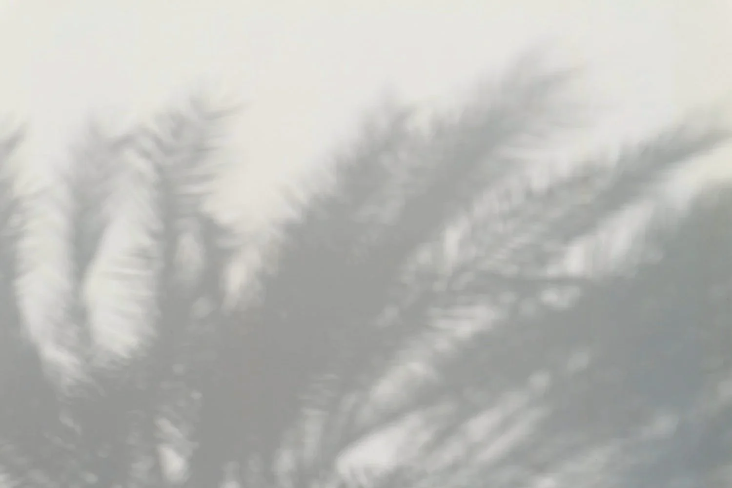 palmtree-shadow-background-2.jpg