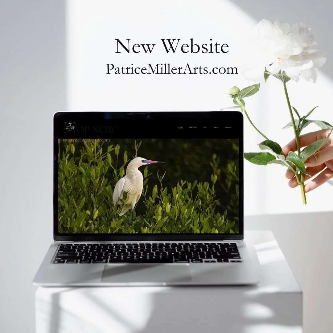 So excited to launch this new website for patricemillerarts.com which showcases her stunning wildlife photography alongside her artworks. Congrats Patrice! This is a website I am very proud to be a part of. Patricemillerarts.com #squarespacewebsites 