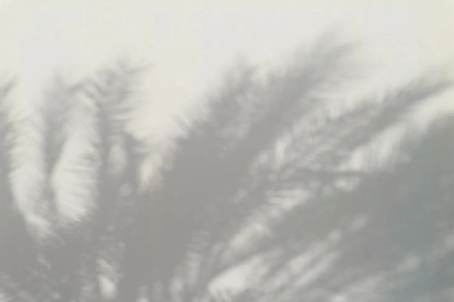 palmtree-shadow-background-2.jpg