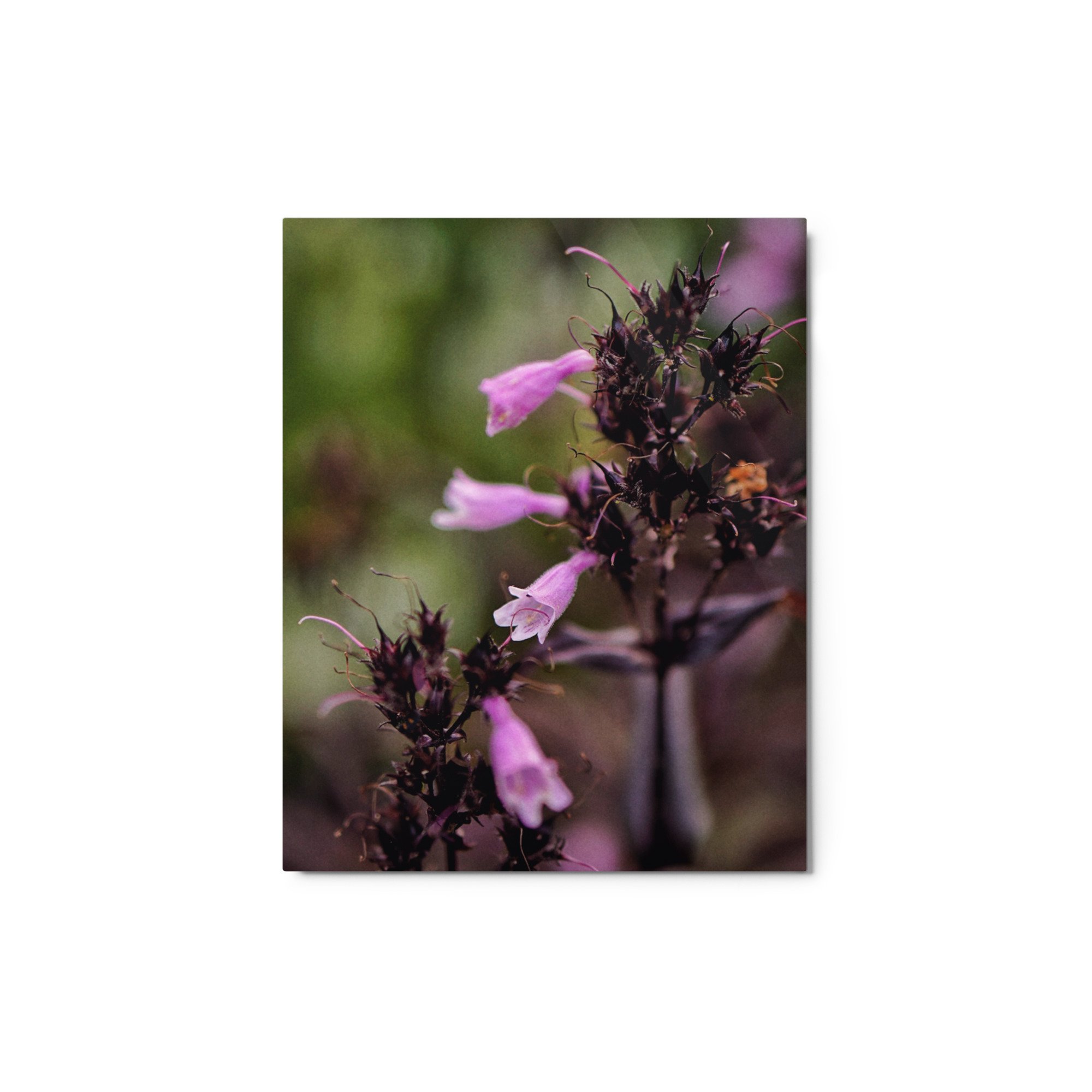 glossy-metal-print-(in)-white-8x10-front-64ef554775c5d.jpg
