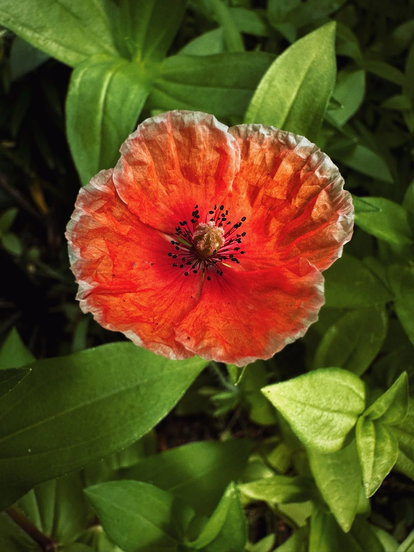 Feeling overwhelmed by all the things, but this garden and photographing it bring me peace. I am working hard to make sure the inside of our home also looks just like the garden &mdash; filled with florals and leaves and outdoor elements, so that whe