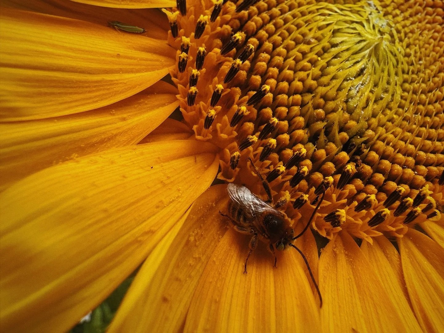 The way I sit for way too long in my garden patches trying to get photographs of bees&hellip;it&rsquo;s probably unhealthy, but I love doing it!

#bloomandgrow #savethebeessavetheworld #cottagegardens #cottagegardenflowers #chaosgardening #gardenphot
