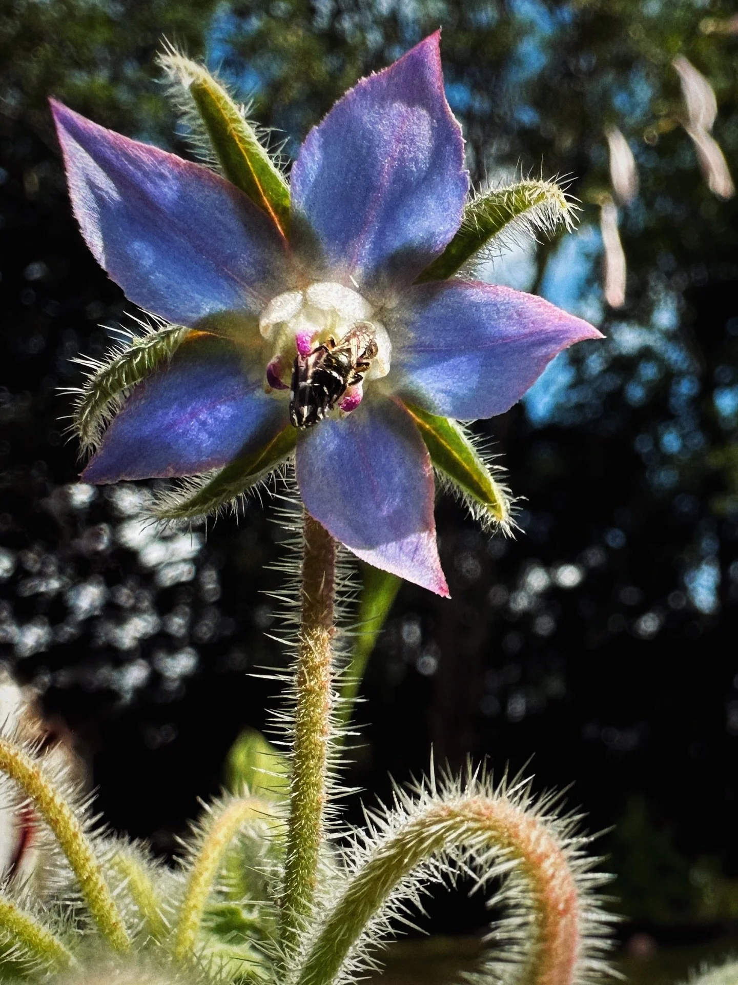 Out of everything that&rsquo;s coming up in the garden this year, I think I have been most excited to grow Borage! What a weird little dude this plant is, but so stunning. A tiny star burst of color, and a contrast of sharpness and edges sitting amid