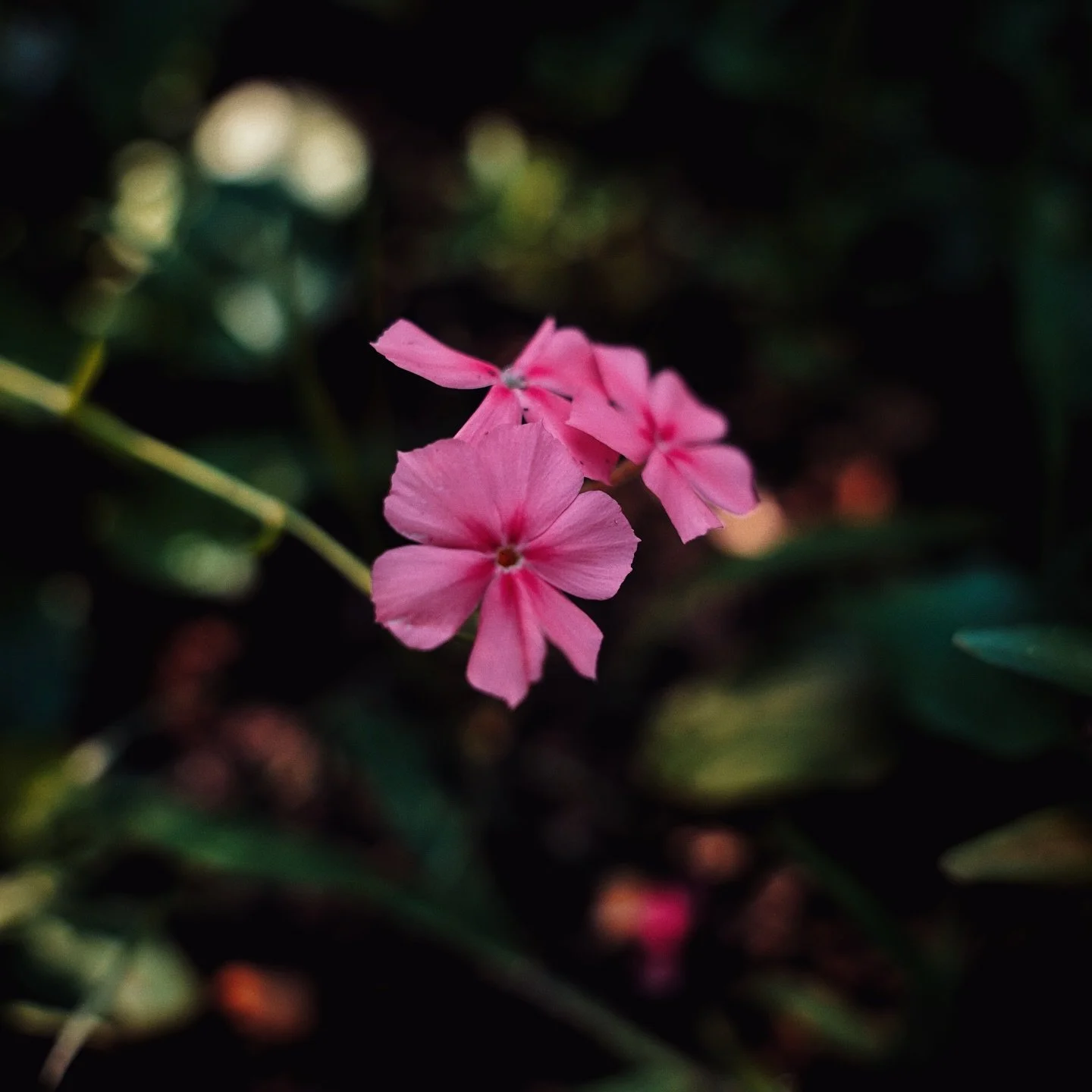 Been spending lots of time outside enjoying the garden so that I can stock up on photos to scroll when the weather gets cold and the blossoms go into hiding. Everyone worried about how I will handle the non-growing seasons 😂 but it&rsquo;s okay I&rs