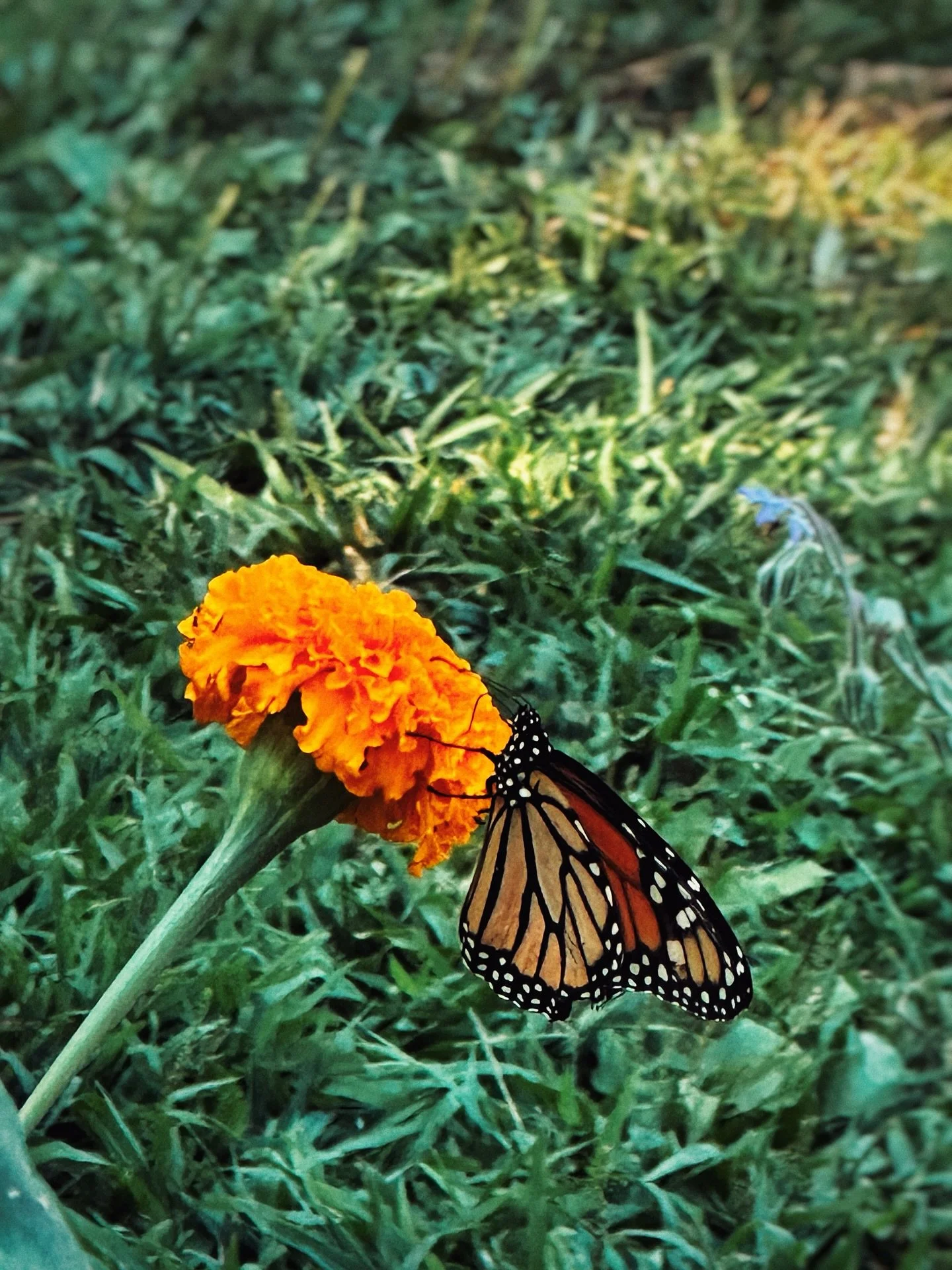 Nothing has prepared me for how excited I would get seeing monarchs hit up our garden this year. Knowing that so many homes in our area do mosquito fogging which contributes to their decline, and then seeing the monarchs flocking to my flowers is jus