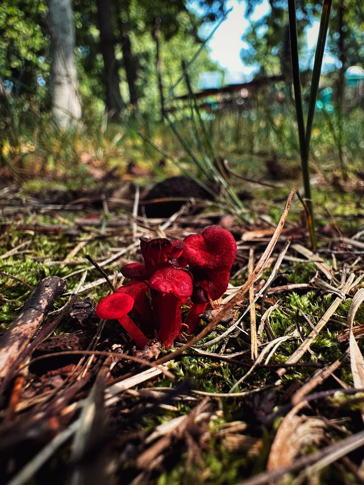 I&rsquo;ve always loved spending time outside where it&rsquo;s quiet and I can feel my brain finally getting to a sense of calm. Since adopting my dog and embarking on our service dog training journey, I spend more time outdoors than ever before and 