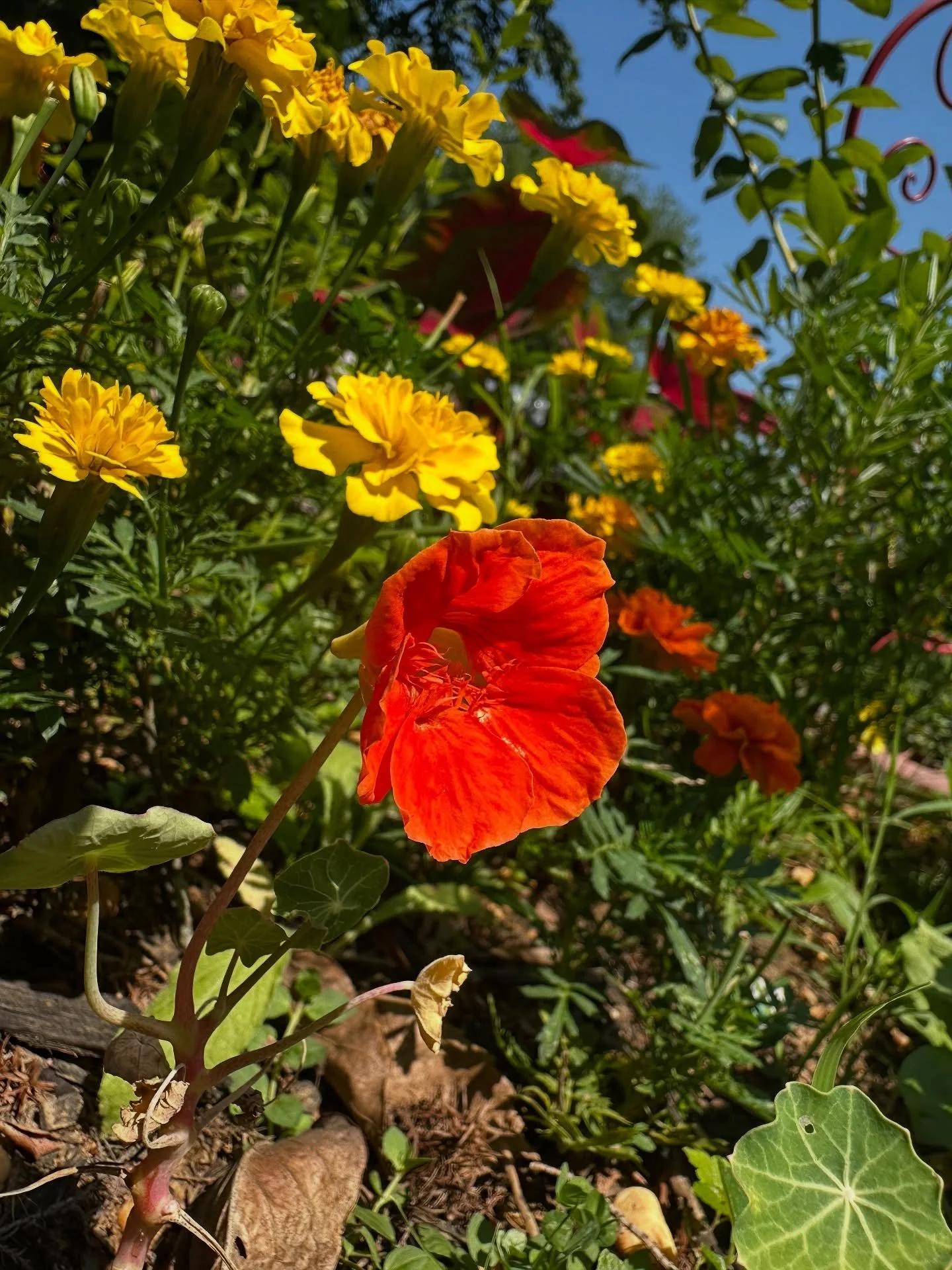 The nasturtium and marigolds are so gorgeous and lush and vividly hued! I can&rsquo;t get enough of them together.