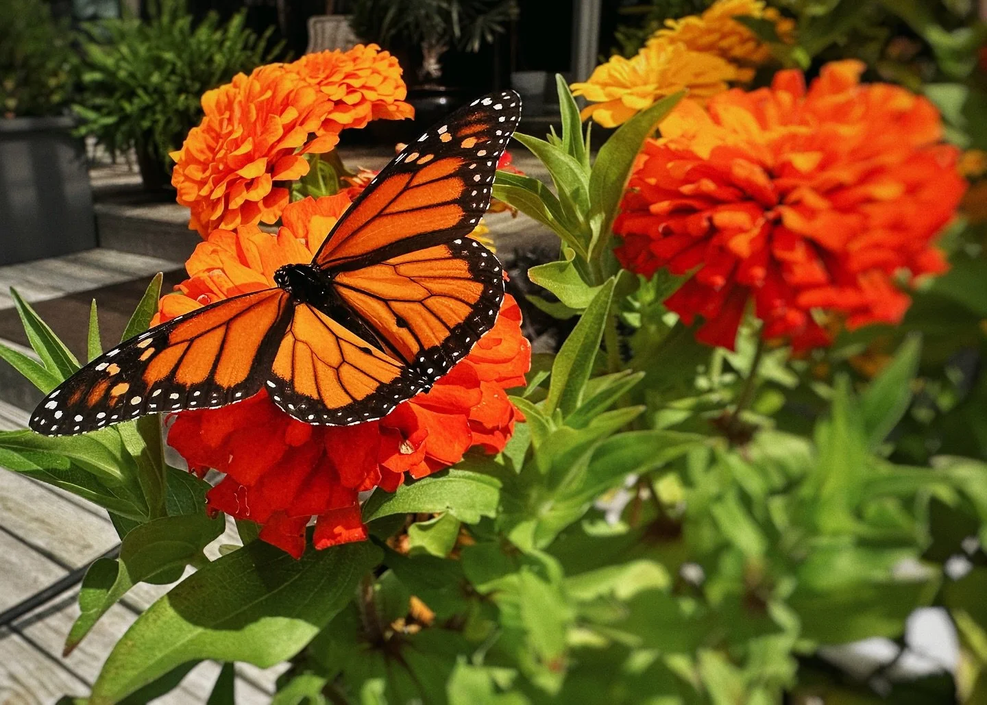 Monarch migration season is here!!! If you&rsquo;d like more butterflies, moths, and bees in your gardens, do your best to avoid pesticide applications! The mosquito fogging chemicals are negatively impacting our insect populations for the ones that 