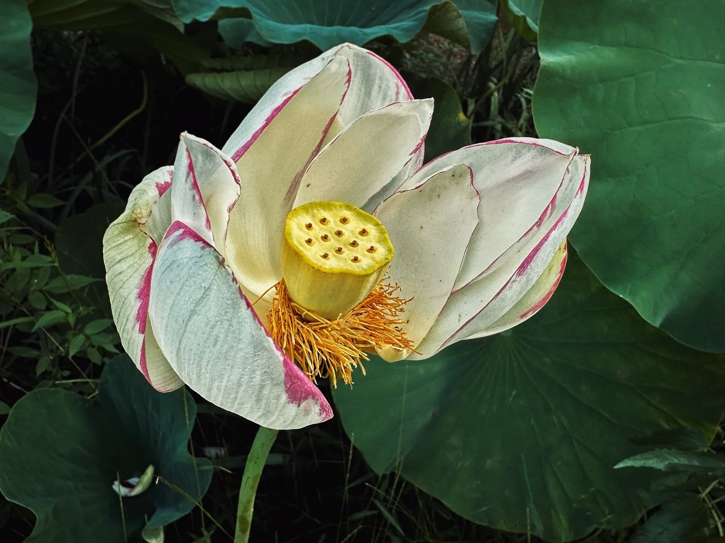 Spent some quality time with friends this week, and made many happy memories. It is rare that I get to do these things due to my health, so I treasure every last minute of it.