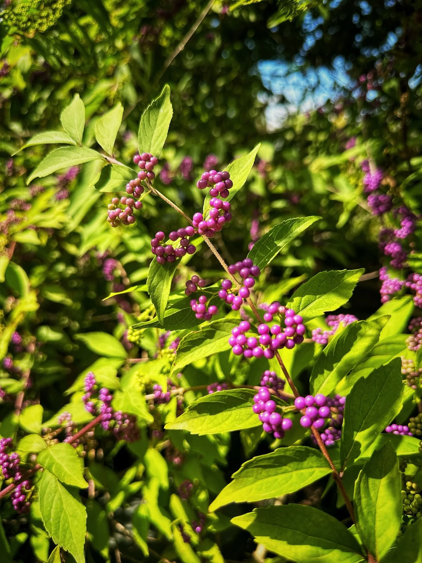 Apparently? These are called purple beautyberries and I could not agree more. Have you ever seen something so gorgeous and lush!?