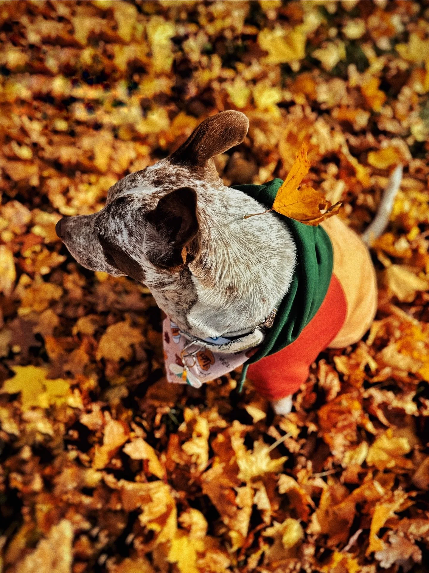 Where she leads, I will follow 🍂 Our first decently long walk in over a month!? Whew. Very glad it&rsquo;s finally autumnal crisp weather. Could use more chill and bite to the wind but we&rsquo;ll manage with what we have and appreciate that is fina