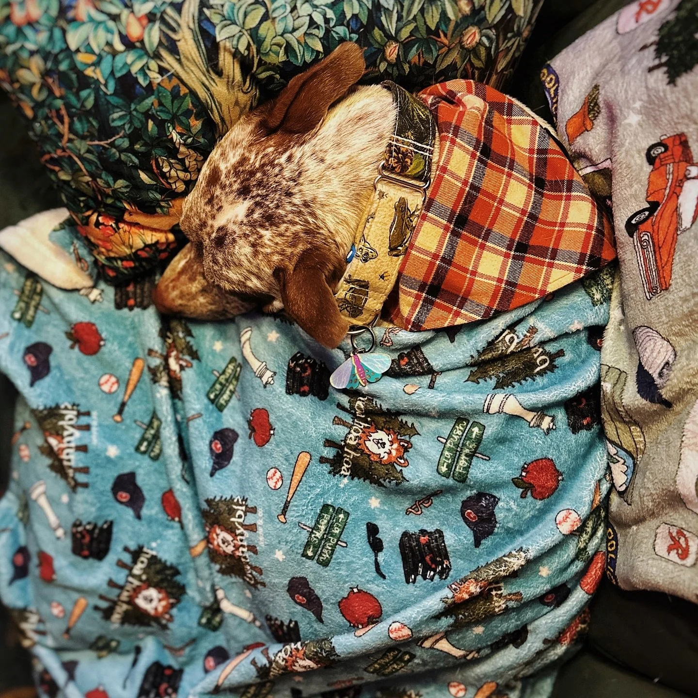 Cozied up with our @arlowandcoshop Twilight inspired blankies as Hoa Hoa Hoa season winds down and Ho Ho Ho season is about to begin!

Flannel Bandana and blankets by @arlowandcoshop 
🏷️ code BELLA

Flannel martingale collar two-tone pattern by @bro