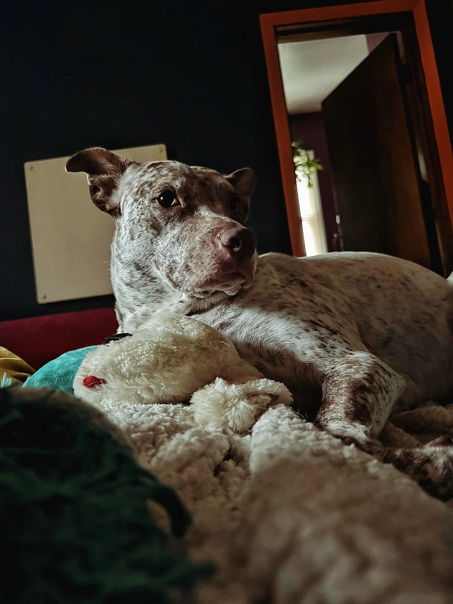 All I need in life is a cozy pile of soft blankets, and cuddles from my favorite furball. The soft, quiet life for me.