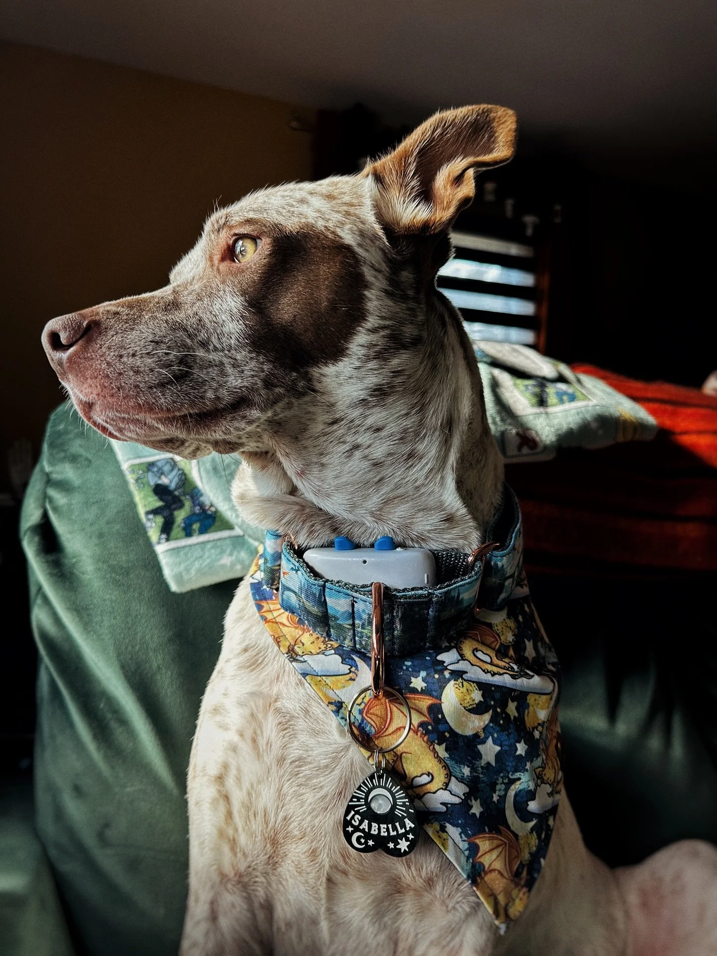 Just a girl enjoying her window sits in her dragon fits. It was feelin like we needed a little fantasy vibes up in the mix lately and so I opted for our sleeping Andarna bandana by @arlowandcoshop paired with our 4th wing collar by @brynandco that I 