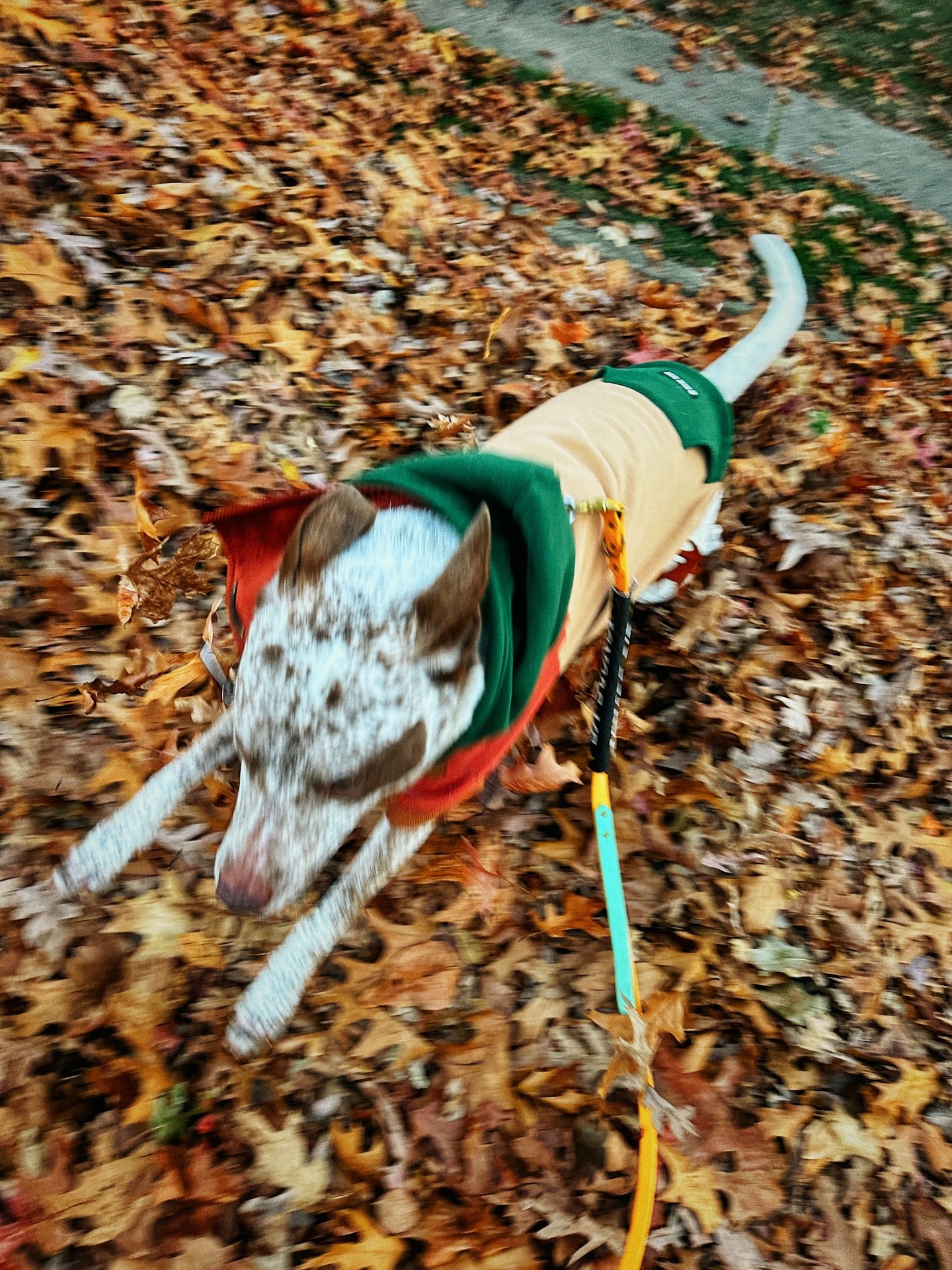 Spotted the majestic leaf goblin in her natural environment 🍁
