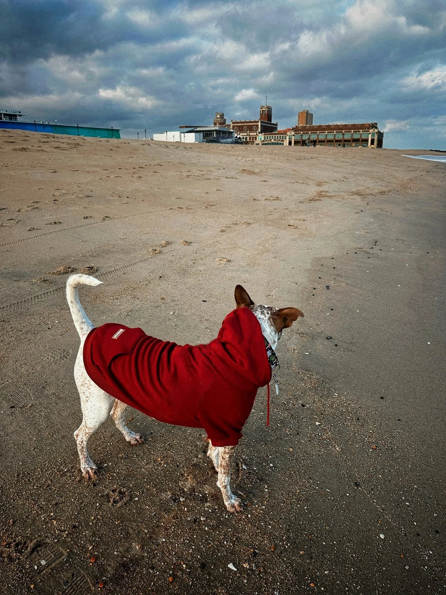 Bringing Bella to places I have loved all my life just makes them all the more special to me. I want her to see everything and anything that brings me joy so we can share it and make it even more special!!

(She was not actually offleash here, very m