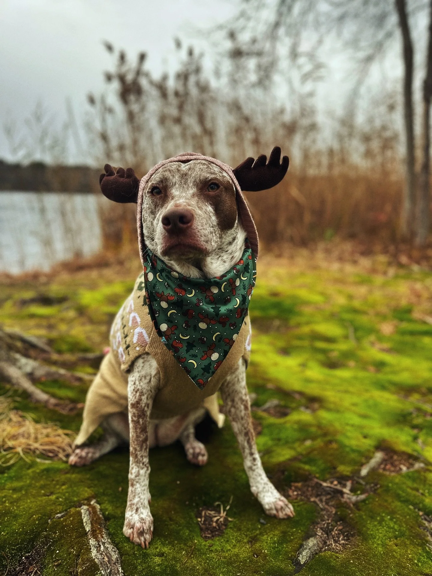 Went out for a hike at a local pond trail and spotted a very majestic moose out in the wild! I was able to woo it with some @pawtrk2024 BackCountry Freeze Dried Raw snacks, and now it&rsquo;s in my backseat coming home with me! Can&rsquo;t wait to se