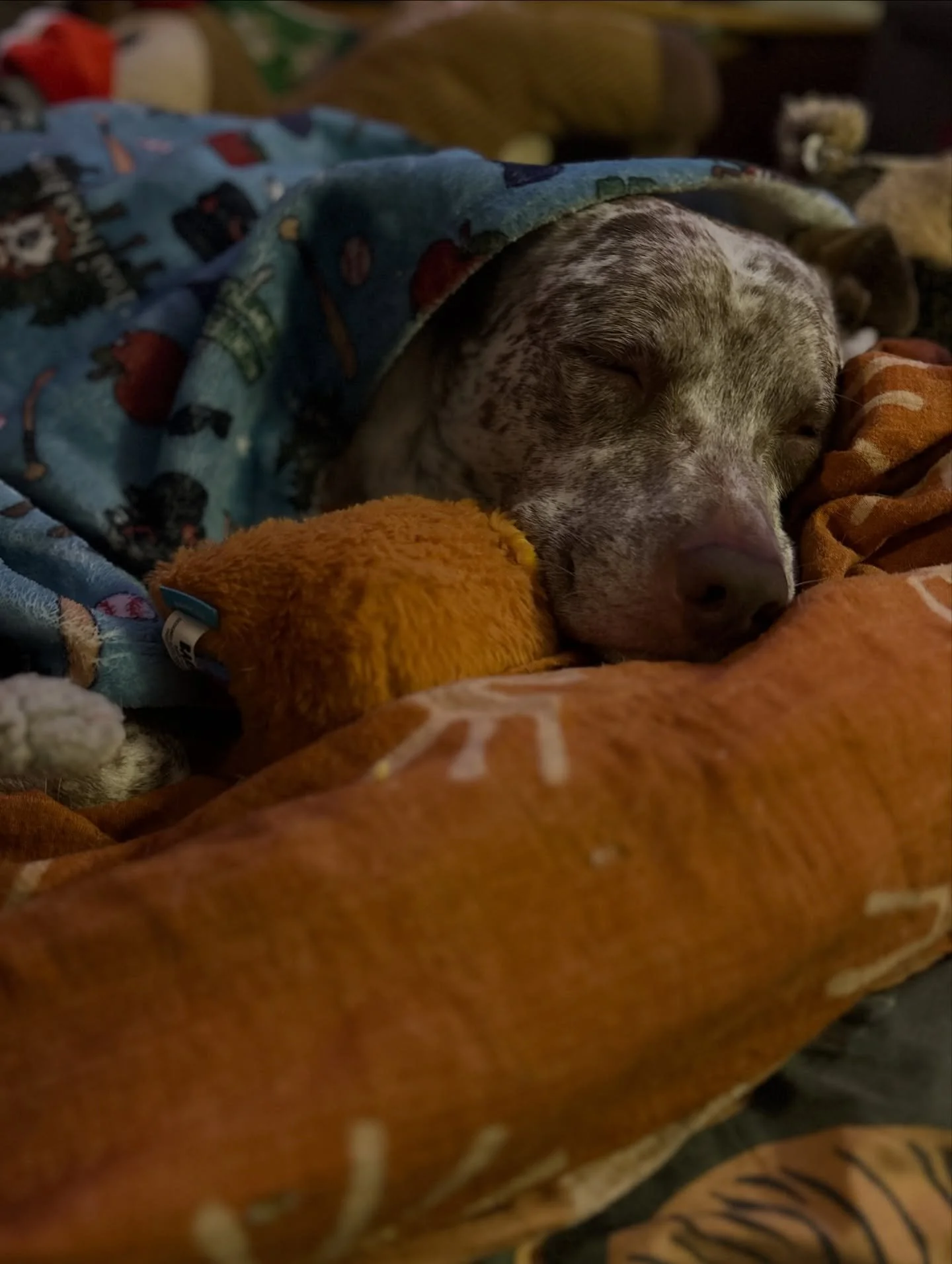 We are mostly just picking new spots in the apt to lump at various times of the day, because I&rsquo;m recovering from a Doing Too Much week/weekend and awaiting my meds tomorrow.