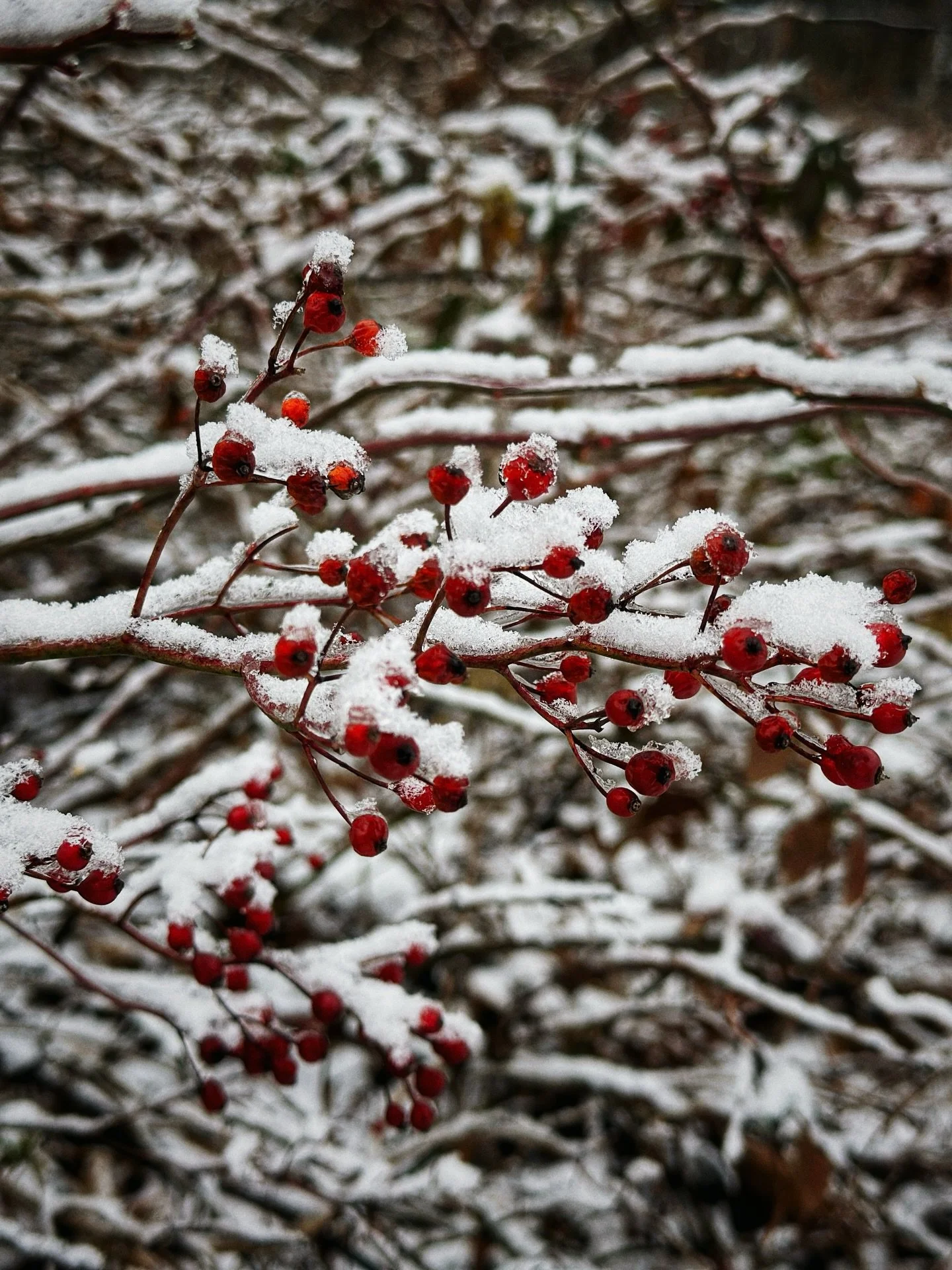 Today&rsquo;s winter walk findings ❄️

#winterphoto #photographywalk #photojournal