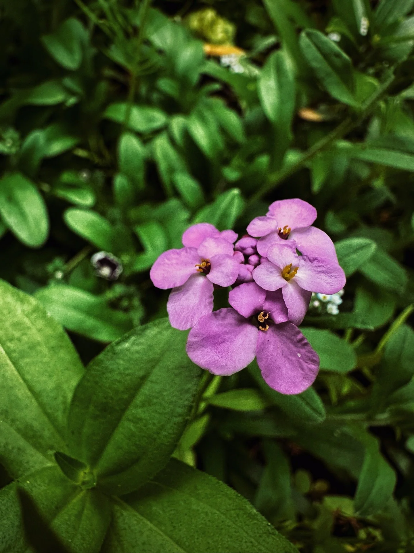 Winter is fully here, and I&rsquo;m leaning into all the cozy things like reading books in front of fireplace tv, wrapping gifts and making ornaments, picking up new crafty interests to try, and cuddling up under blankets with the dog. I&rsquo;m also