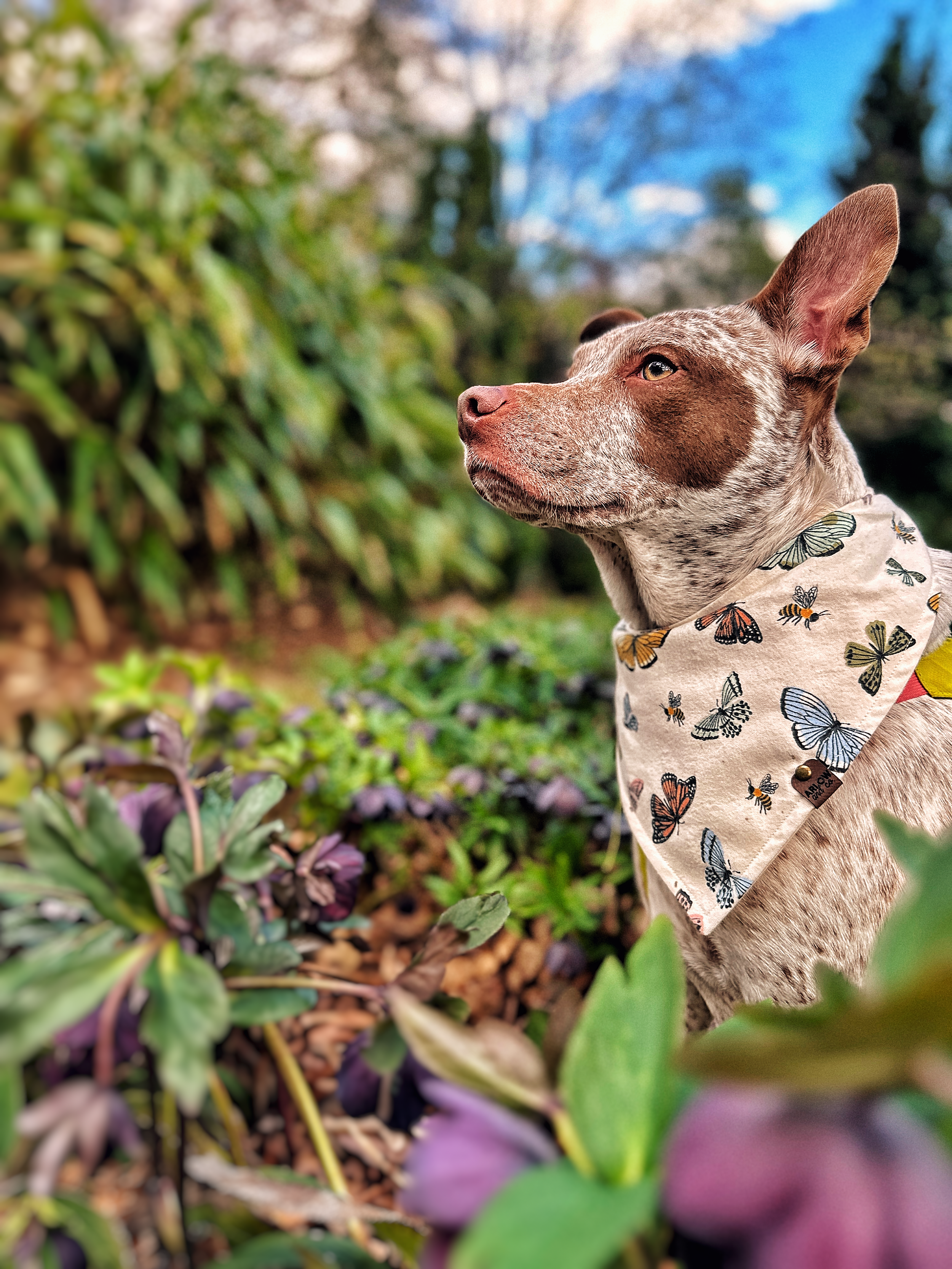 A brown and white dog wearing a butterfly-patterned bandana, outdoors in a garden, looking to the left with a focused expression.