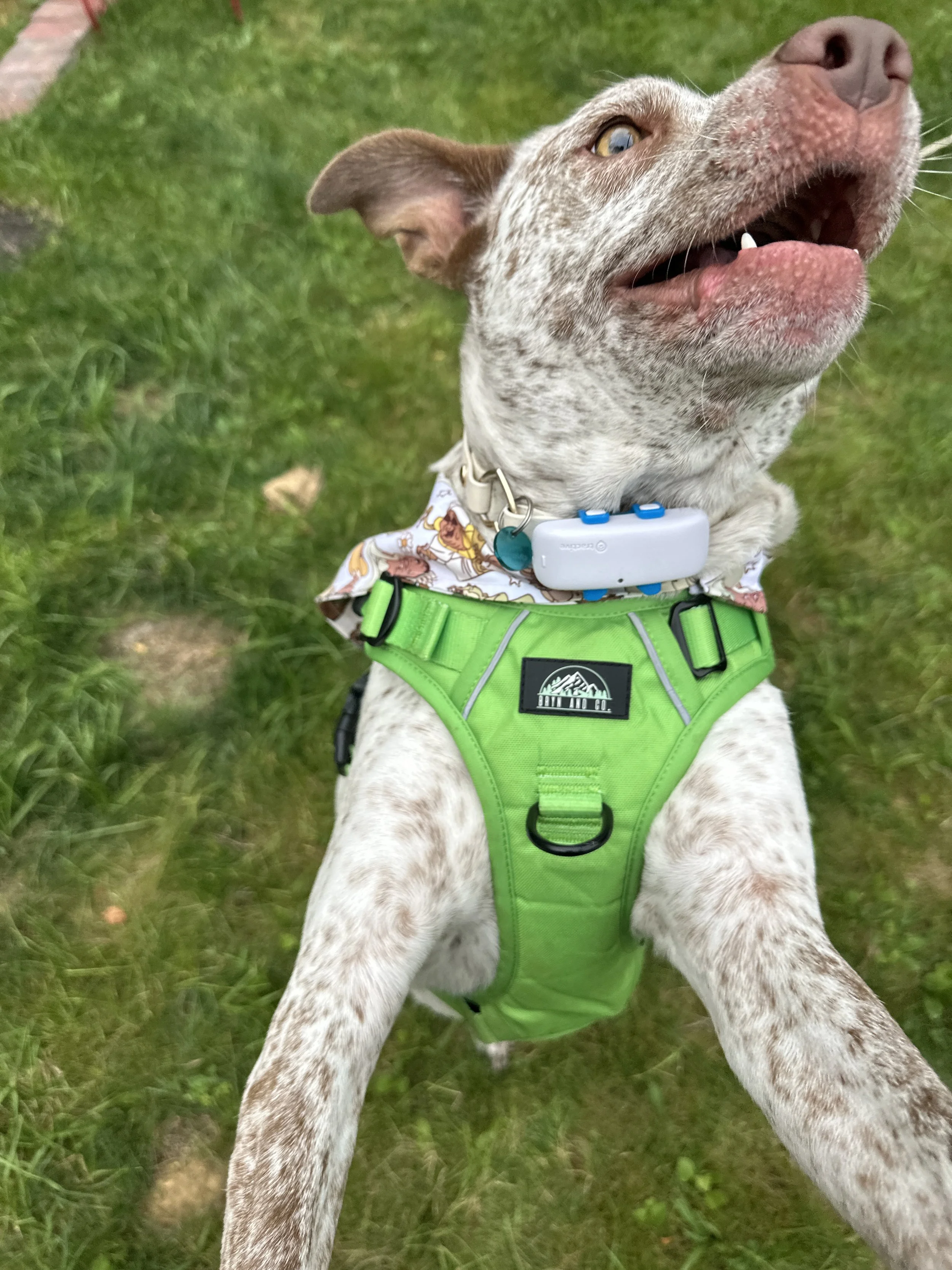 Happy dog with a green harness, wearing a bandana, on green grass, looking upward with an open mouth and visible teeth.