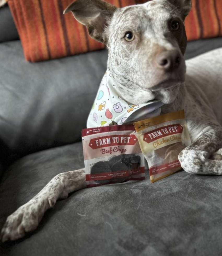 Dog laying on a gray couch with two packages of dog treats labeled 'Farm to Pet Beef Chips' and 'Chicken Chips' on its front paws. The dog is wearing a white bandana with colorful doodles.