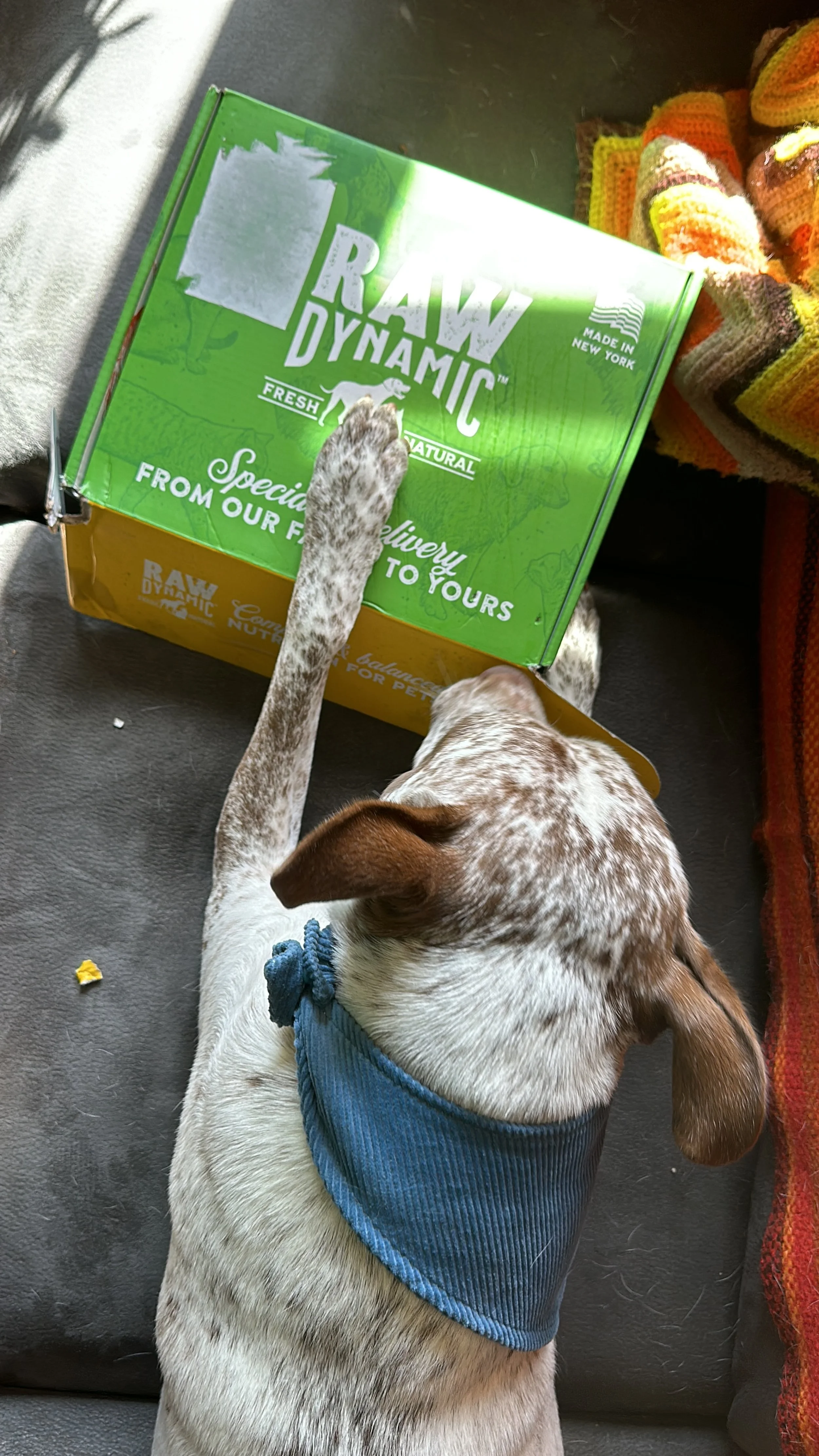 A dog with a blue bandana on its neck reaching out a paw to touch a green and yellow cardboard box on a black surface, with a multicolored striped blanket nearby.
