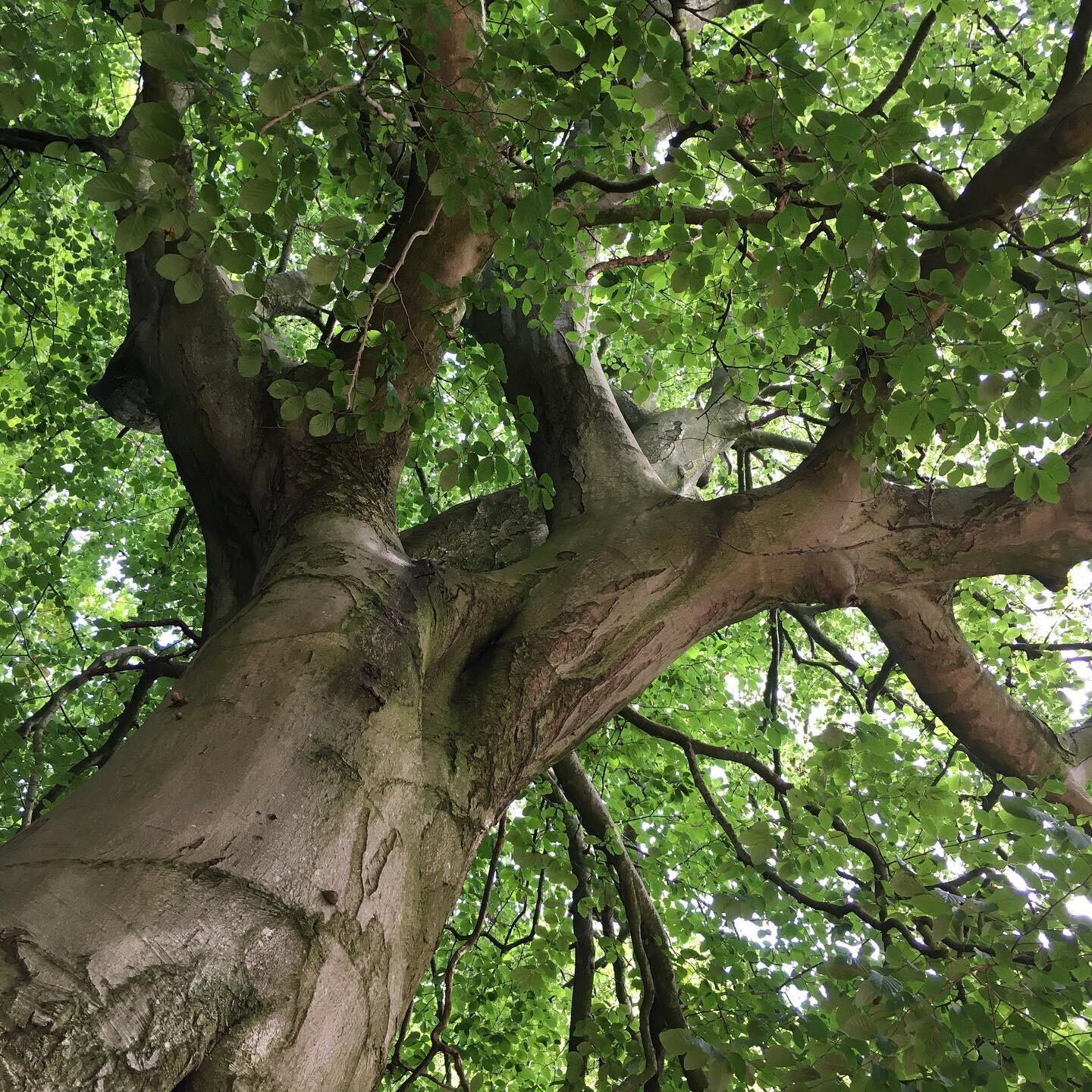 This tree 

#trees #roots #pilgrimage #pilgrimandpup