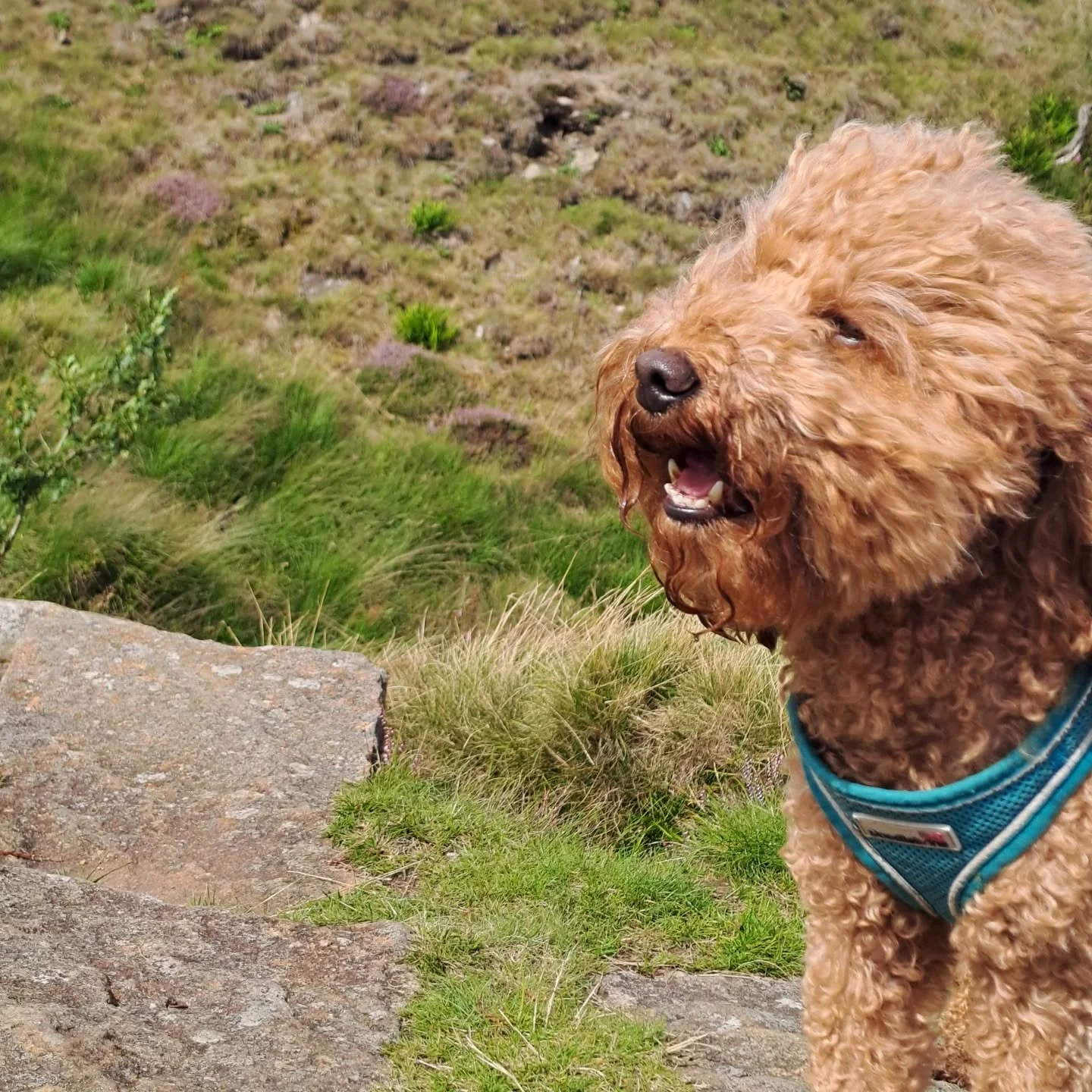 Crag pup in training 💚

Thanks @alpine__knee (and Matthew for the photo 😊)

#cragpup #pupswhotrad #tradclimbing #queerclimber #cadshawcastlerocks #pilgrimage #pilgrimandpup