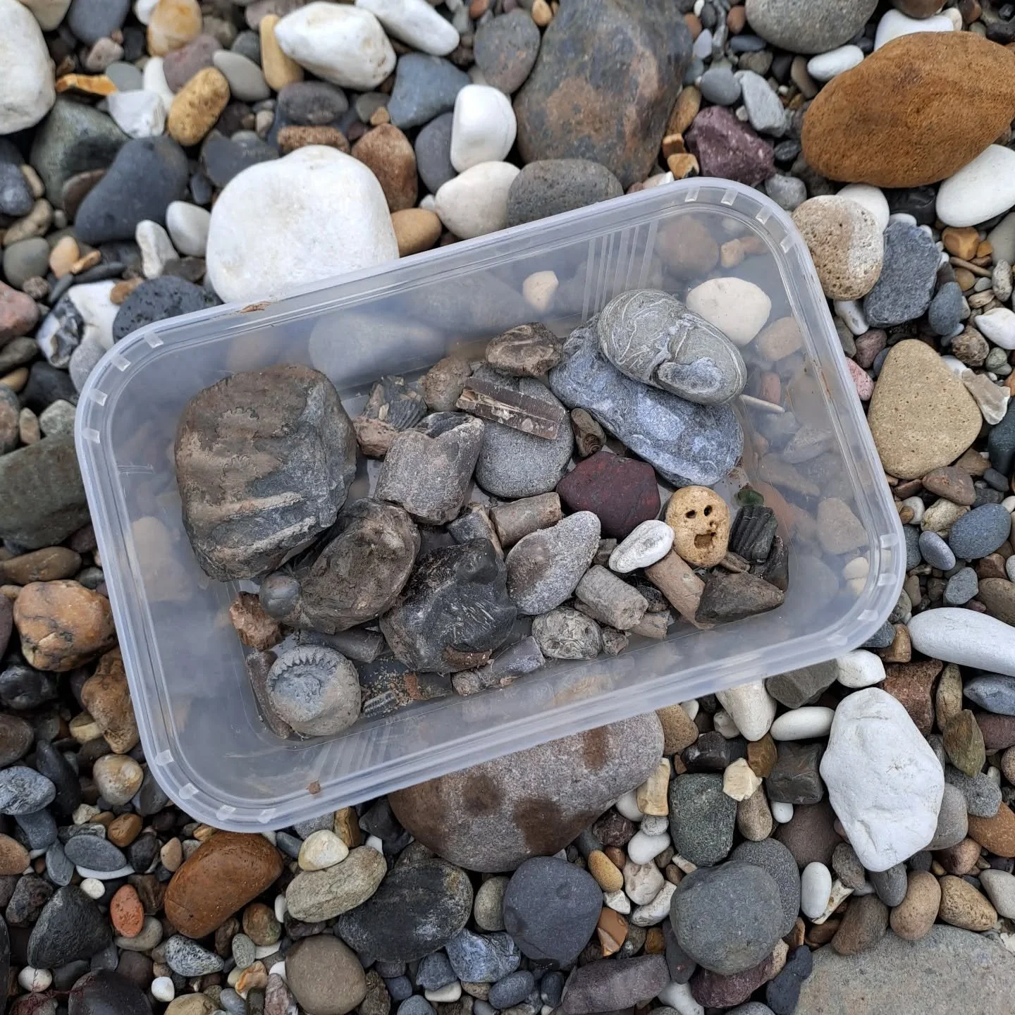 Petrol split three ways - &pound;10
Mediocre ice cream - &pound;3
Friends who want to spend all day looking for nice rocks - Priceless

#fossilhunting #pilgrimage
#pilgrimandpup 

@lawrieplummer @infiniteloopofcats 🐚

[Image descriptions: 1. A tuppe