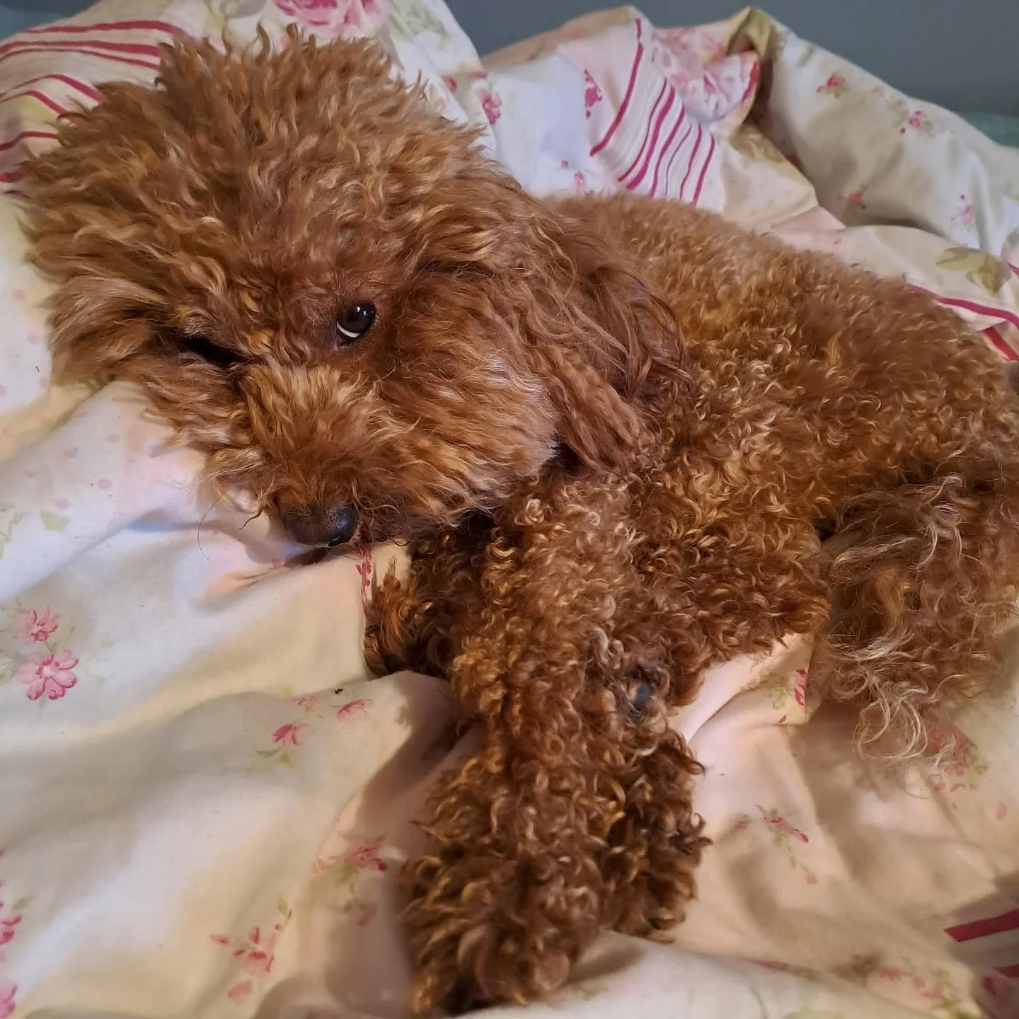 Robin realises she's not going to @greenbeltfestival 

#greenbelt #pilgrimage #sanspup

[Image description: a tiny, extremely fluffy cockapoo, curled with paws stretched towards the camera, her eyes sad and slightly accusing...]