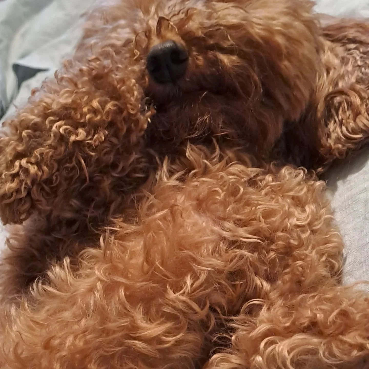 Other August moments....

#fluffypuppy #bananabread #campingpup #peakdistrictsunsets #amongstthetrees #climberandpup #pilgrimage #augustdays #pilgrimandpup

[Image descriptions: 1) a very fluffy puppy's tummy and black nose. 2) a huge golden banana b