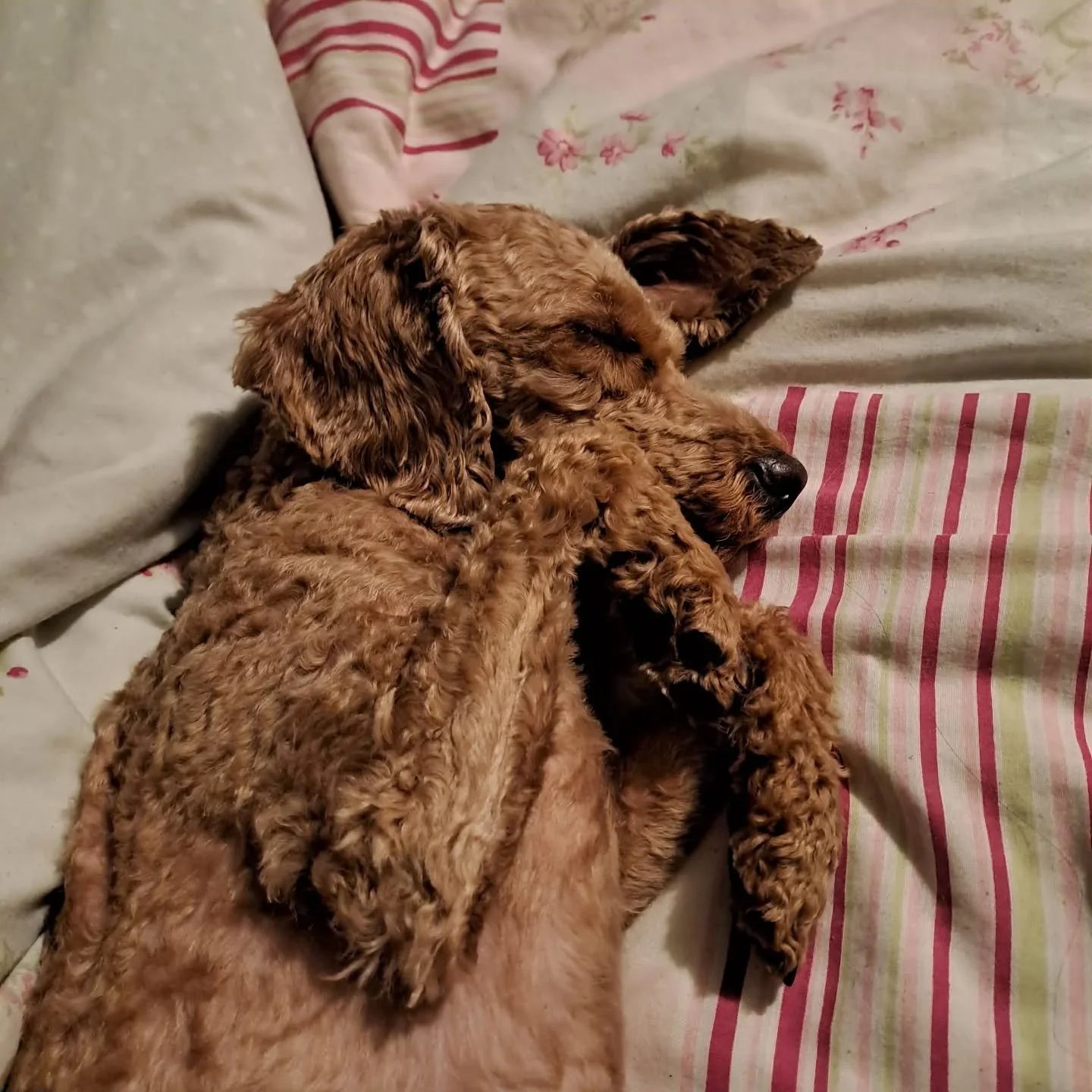 Good morning 🐾

#sleepypuppy #loveher #sosnuggly #pilgrimage #transrightsarehumanrights🏳️&zwj;⚧️ #pilgrimandpup 

[Image description: a sleepy, stretchy, red cockerpoo, adorably curled in various  positions, on a duvet with pink and green flowers a