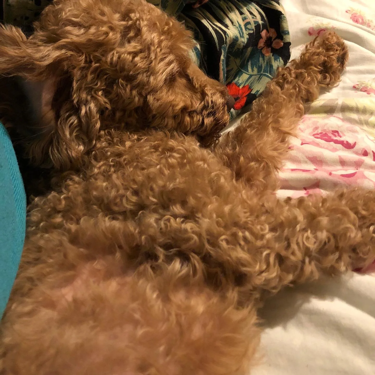 This one&rsquo;s birthday this week&hellip; 🐾