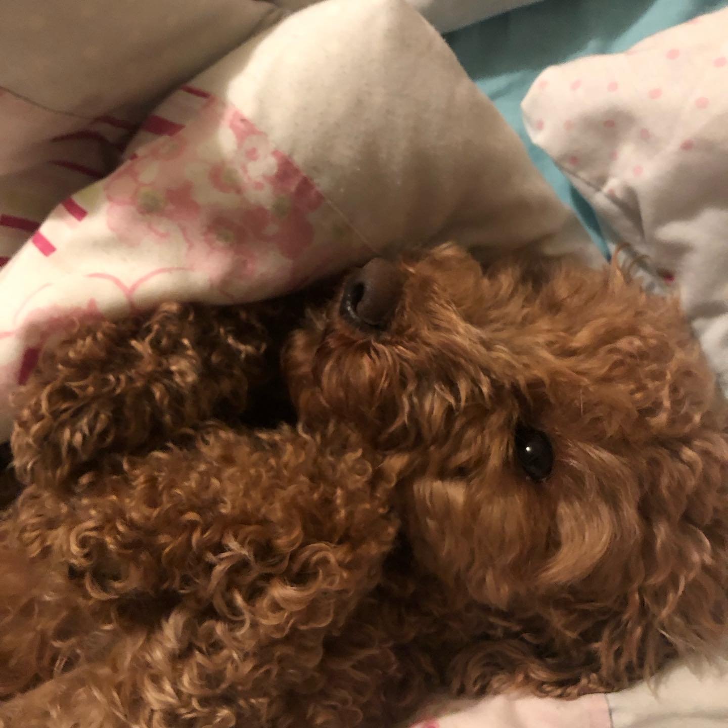 This little beloved 🐾

#toomuch #littlepupbigdreams #christmascockapoo #optimumfluffy #pilgrimage #pilgrimandpup