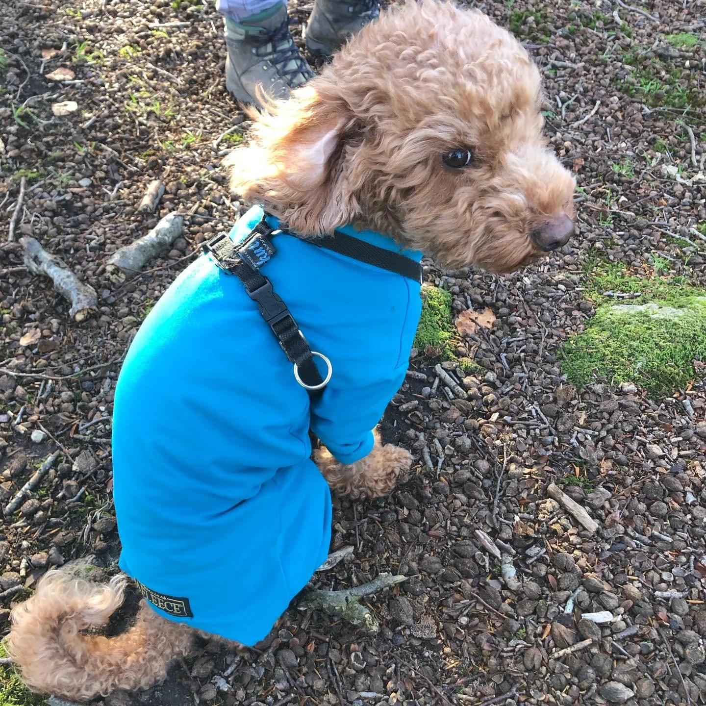 Ground, sky, outdoors, indoors 

#robinunderthebeechtrees #skyandthislightonthebranches #boxingdaywalk #boxingdaypie #noherdieswereharmed #pilgrimage #pilgrimandpup