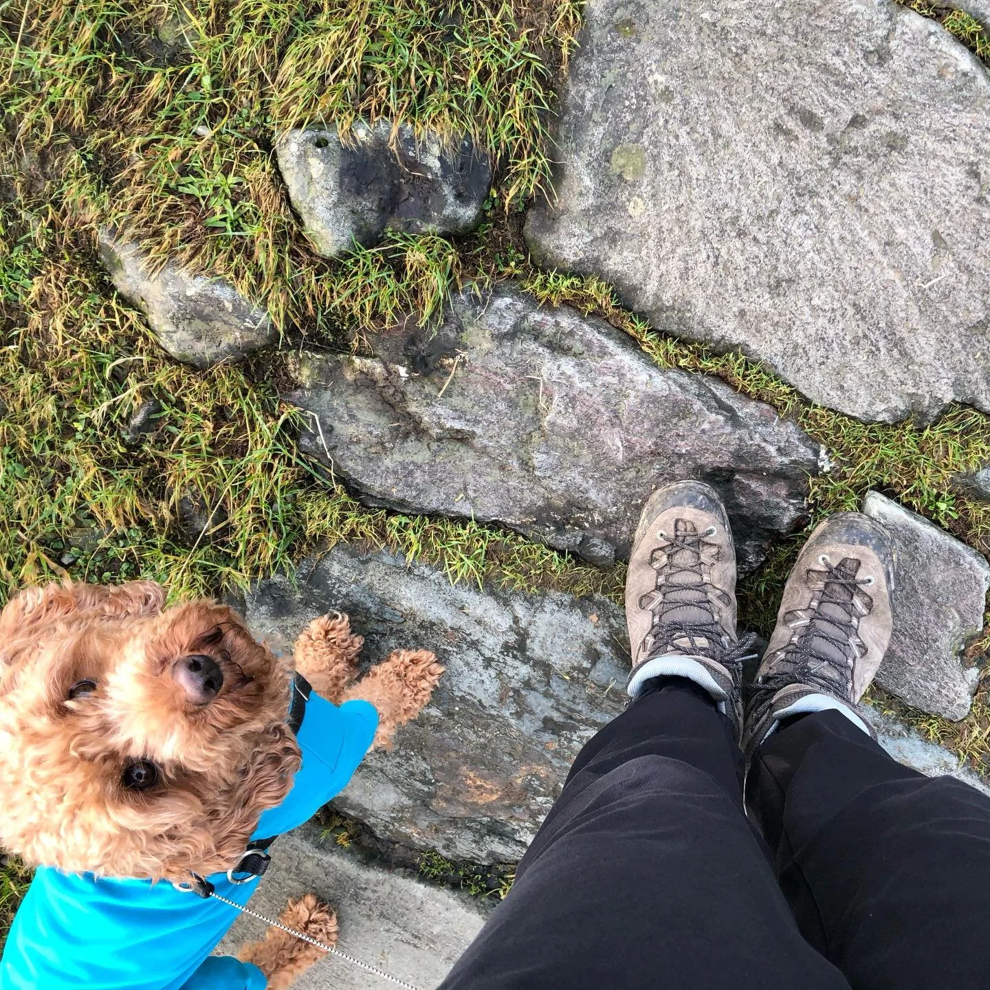 Christmas Robin 🐾

#christmasandpup #mountainsandpup #stockingandpup #firesideandpup #pilgrimandpup