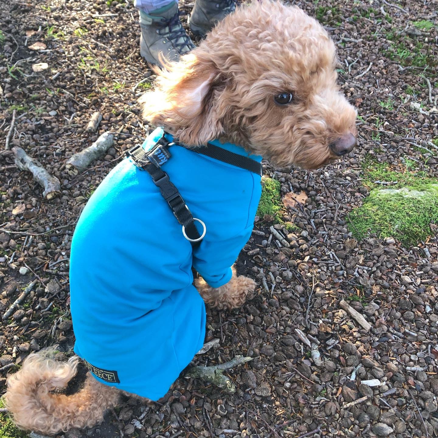 Ground, sky, outdoors, indoors 

#robinunderthebeechtrees #skyandthislightonthebranches #boxingdaywalk #boxingdaypie #noherdieswereharmed #pilgrimage #pilgrimandpup