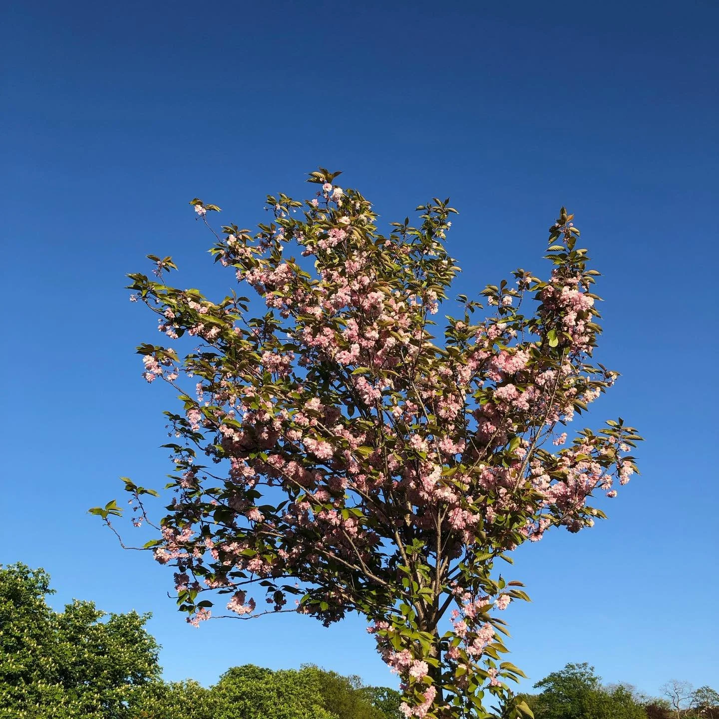 Blossom and pup

#foxpoopoutsunshinein #pilgrimage #pilgrimandpup #loveher #transrightsarehumanrights🏳️&zwj;⚧️