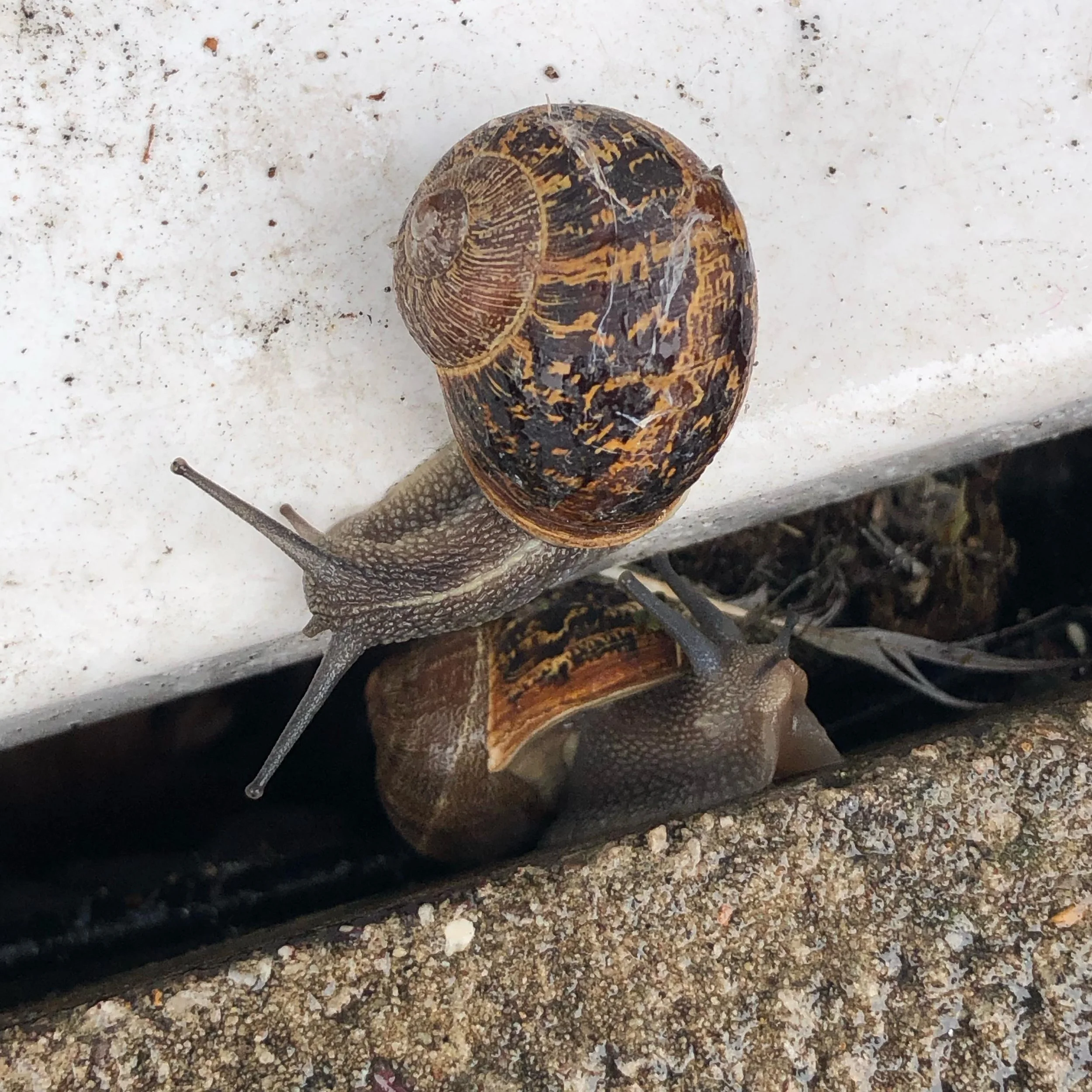 Some little pilgrimaging friends 🐌
#pilgrimage #gentleness #pilgrimandpup